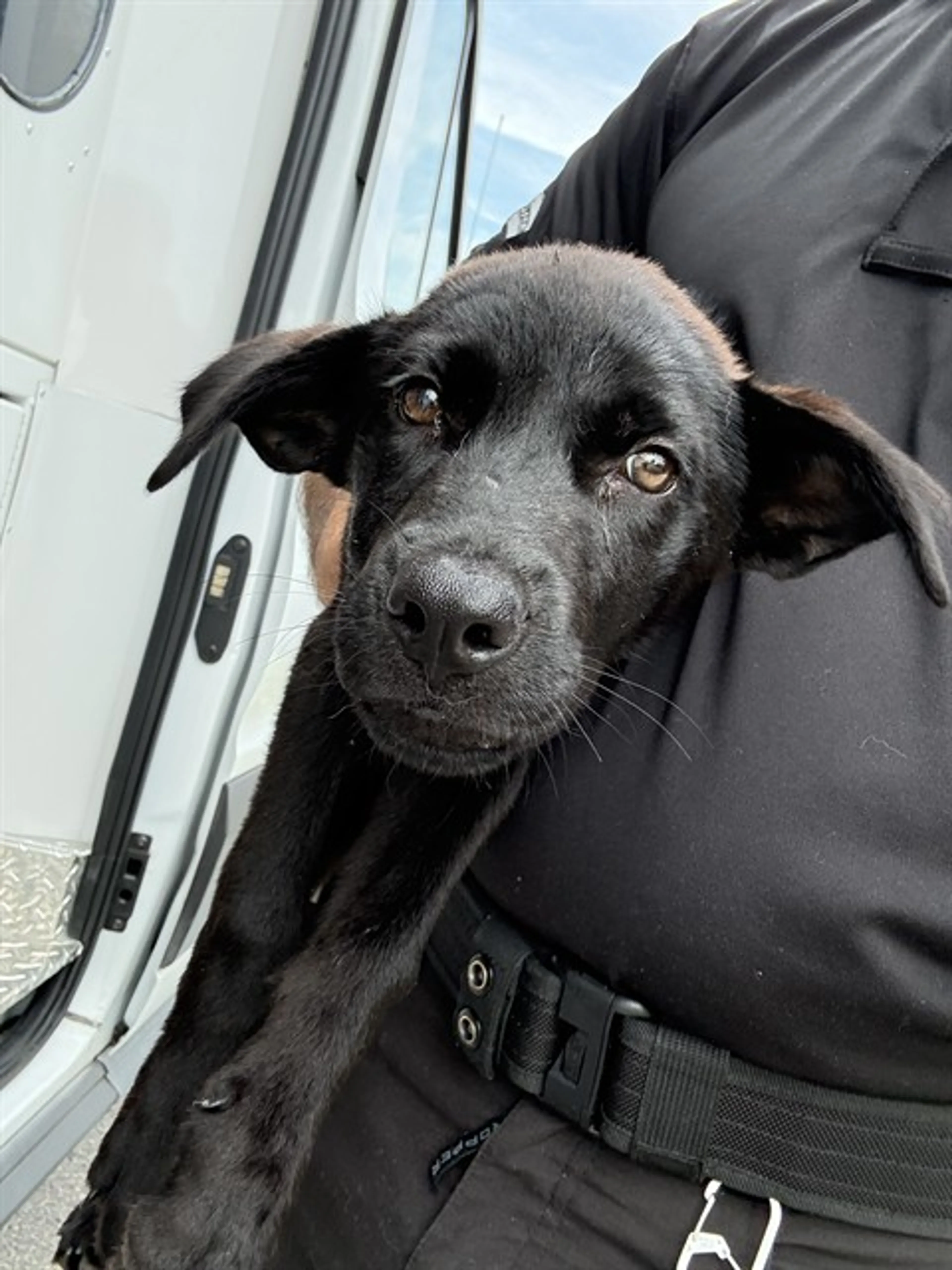 Found pet
