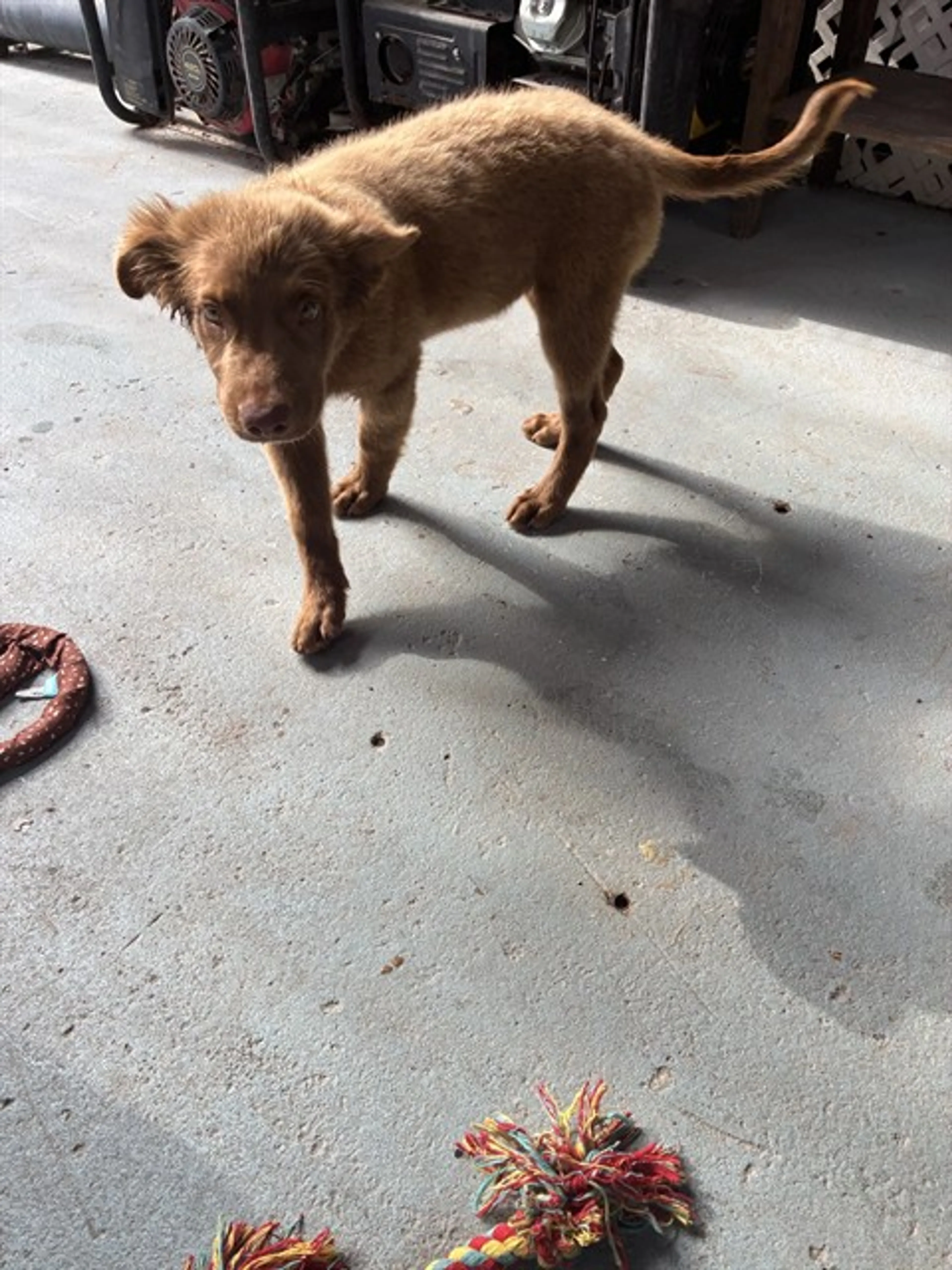 Found pet