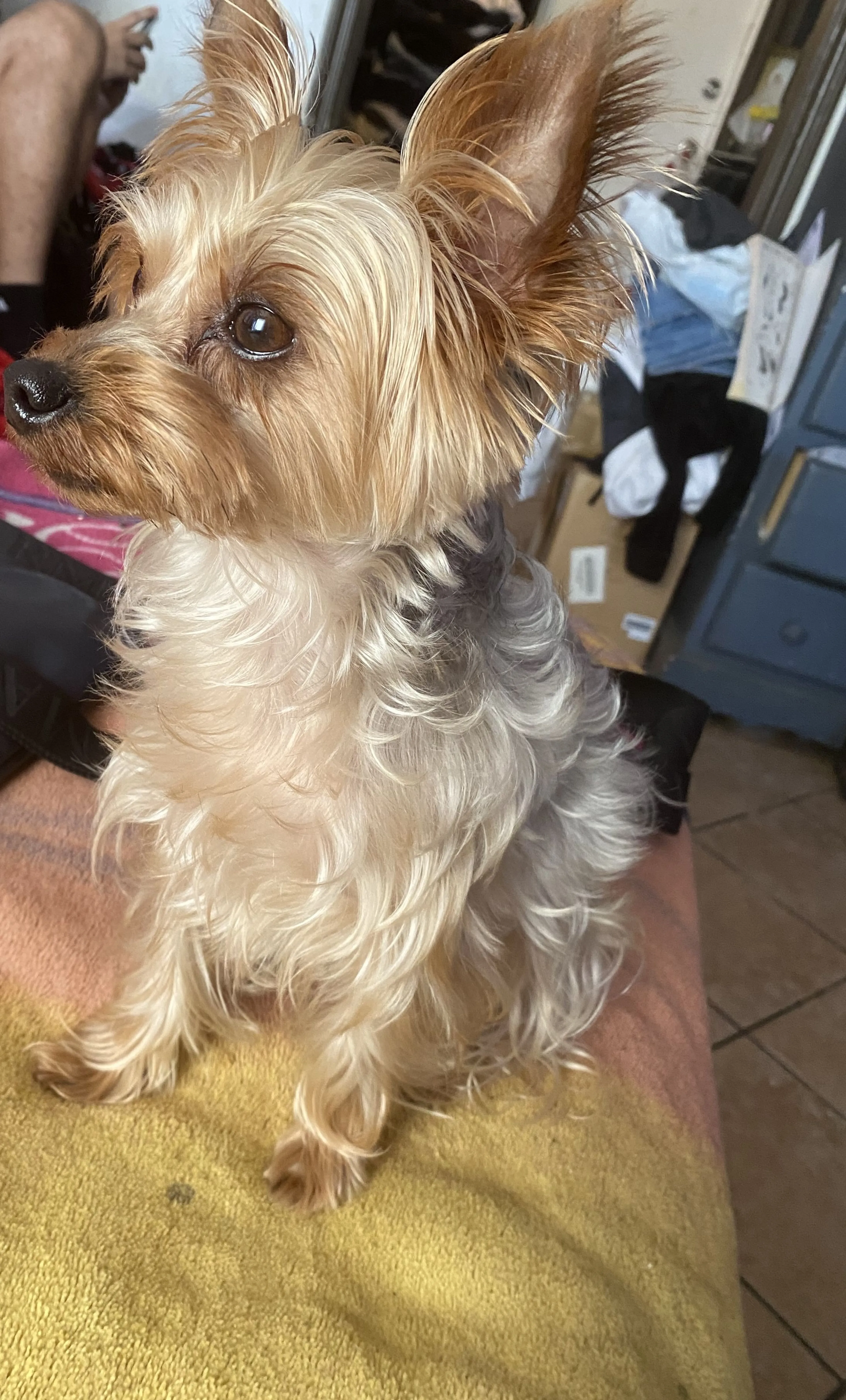 Lost pet-1