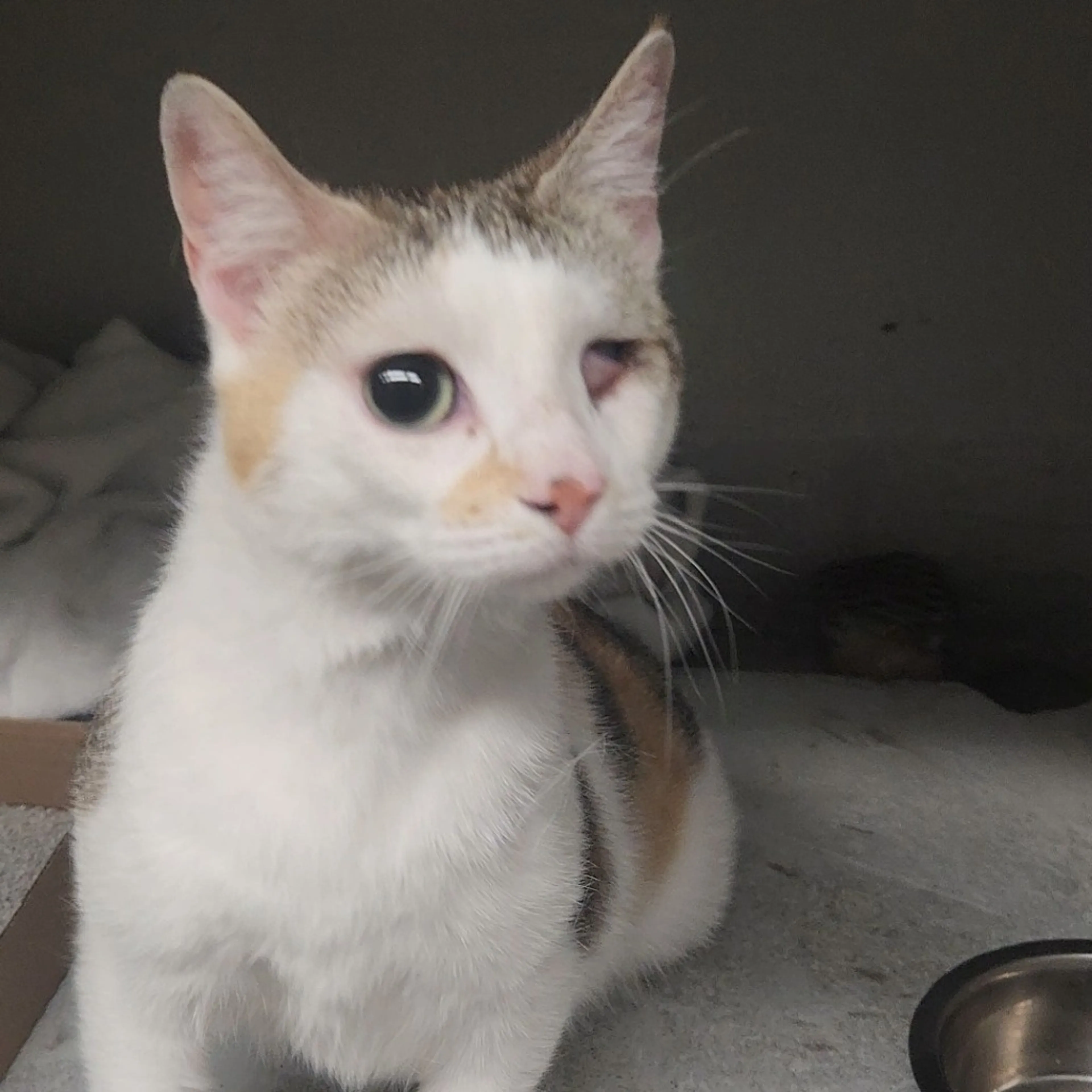 Found pet