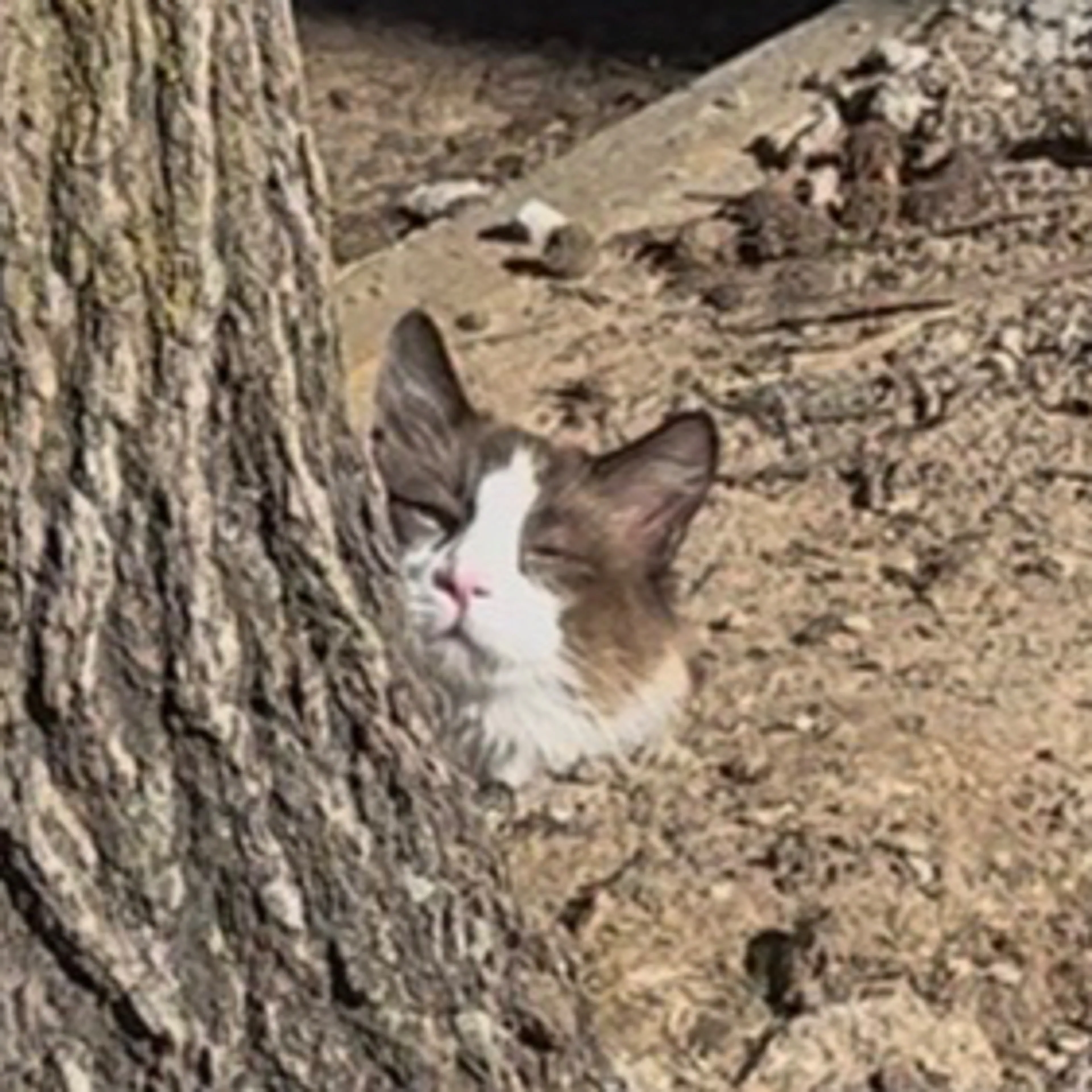 Found pet-2