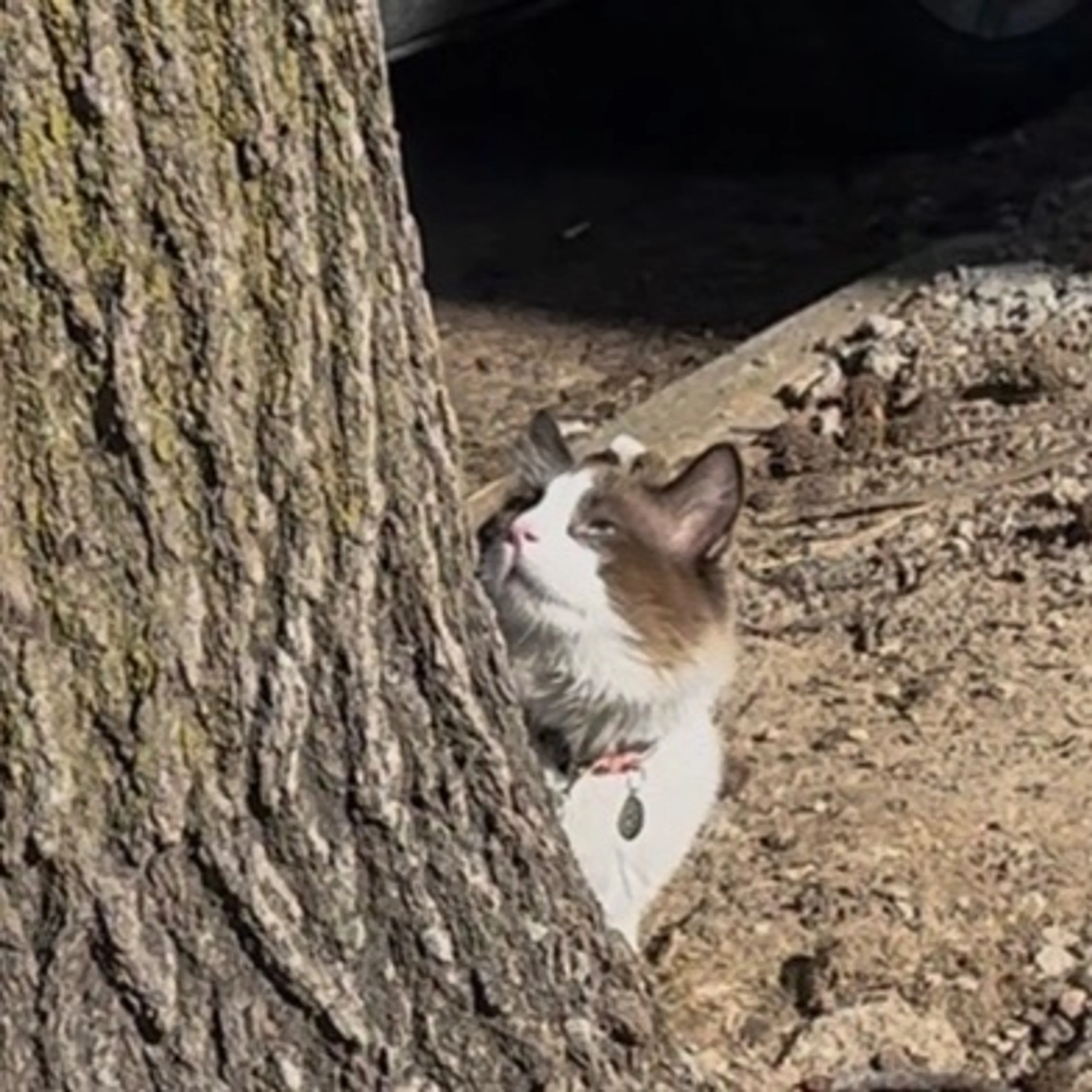 Found pet-0