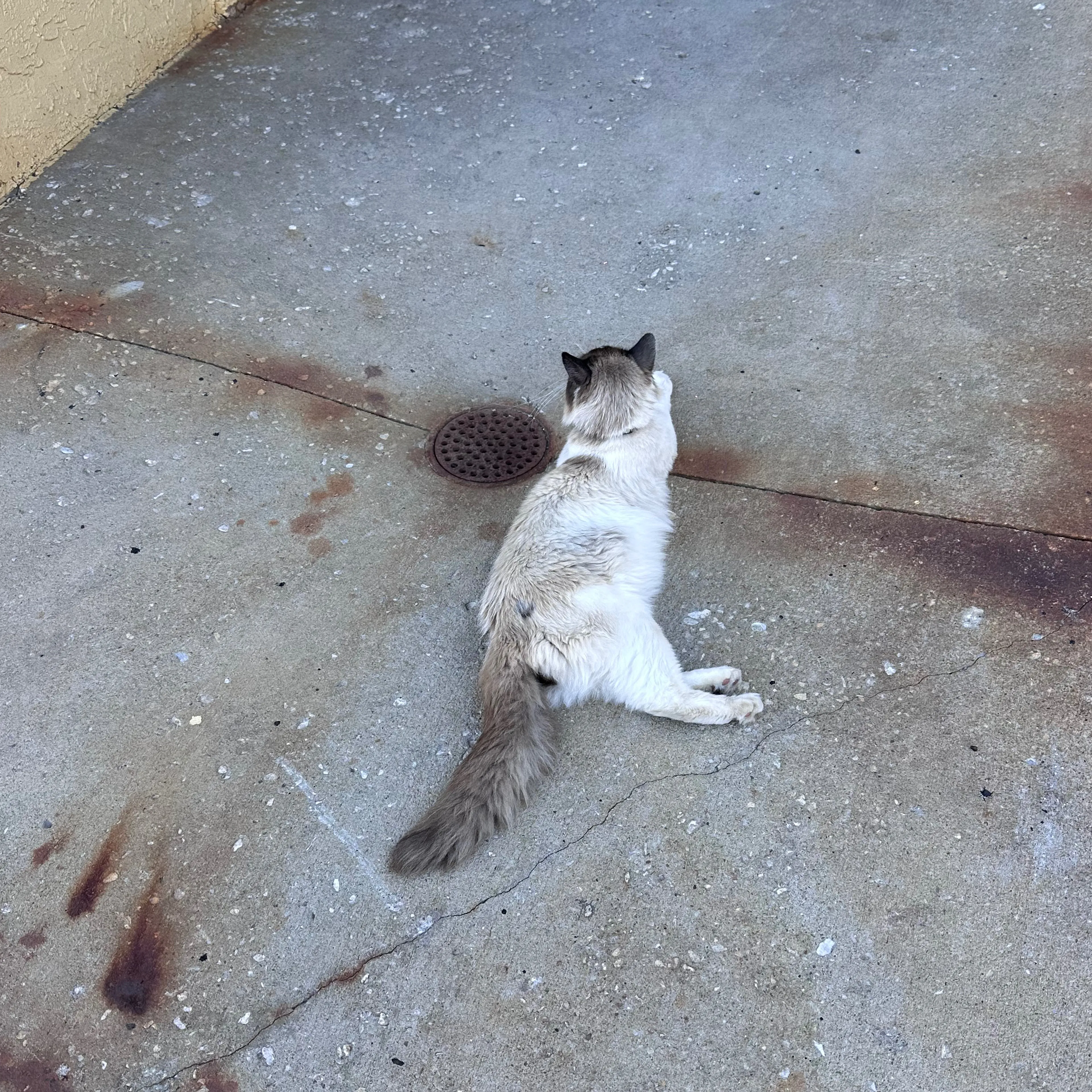 Found pet-1
