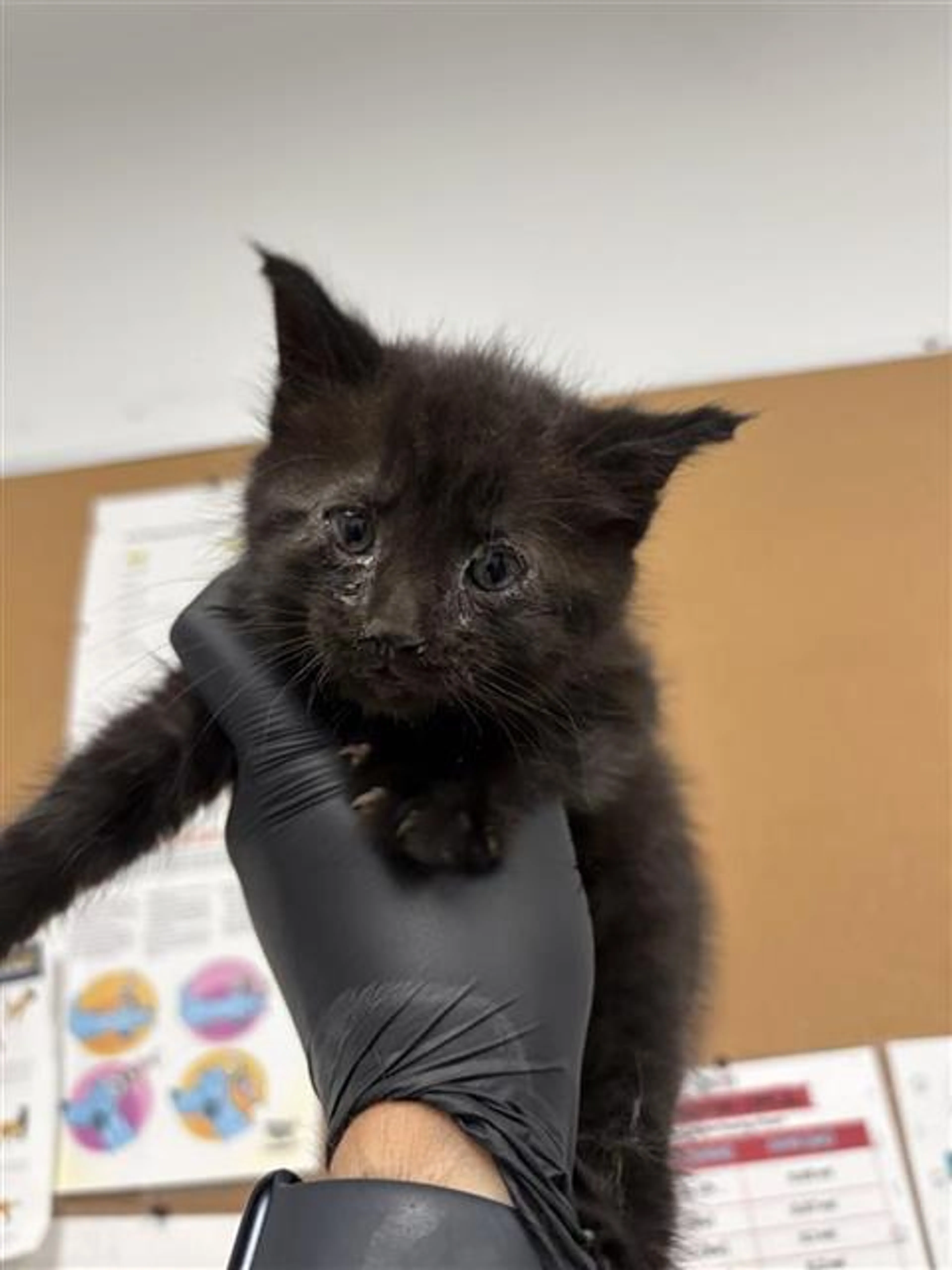 Found pet