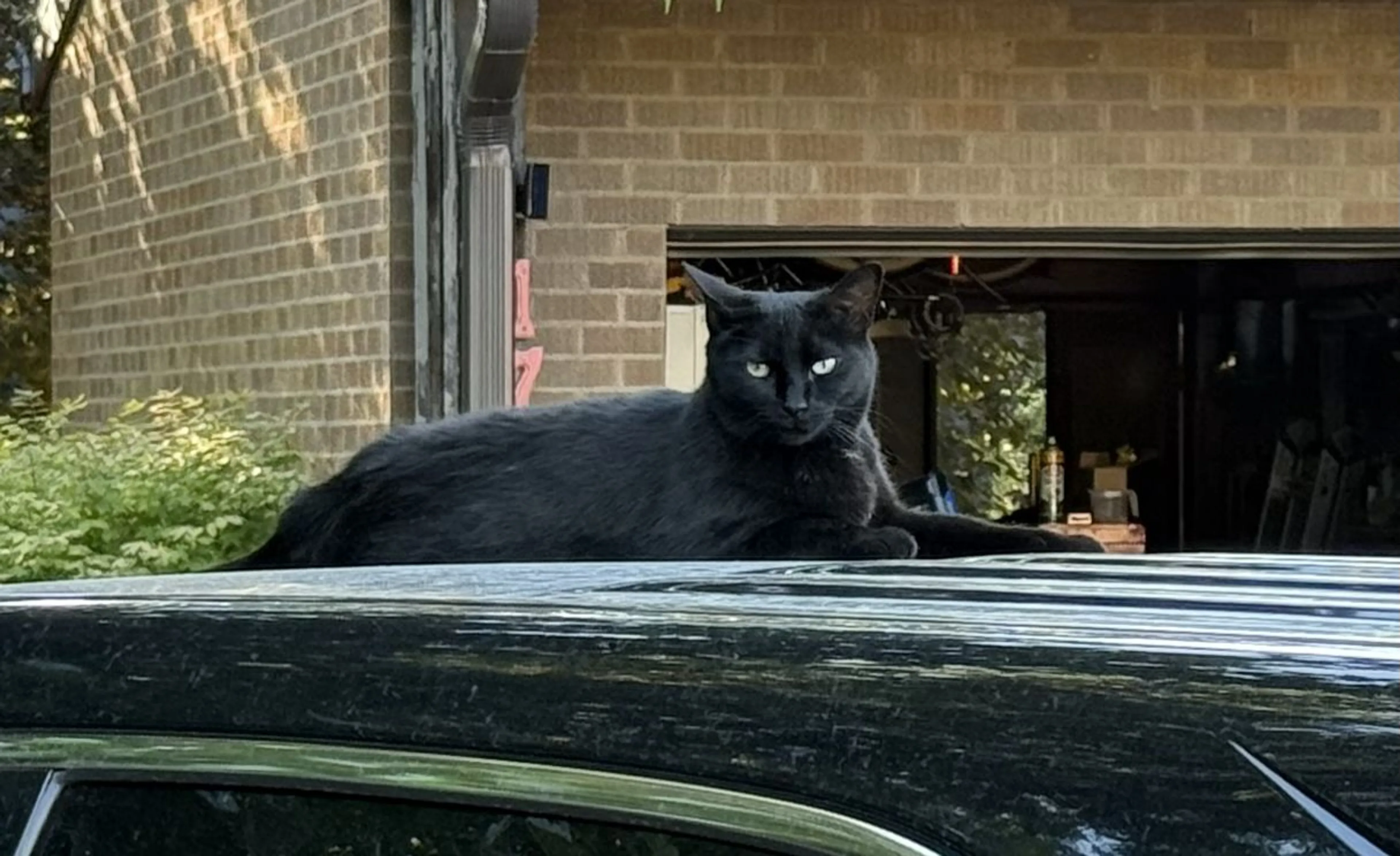 Lost pet-0