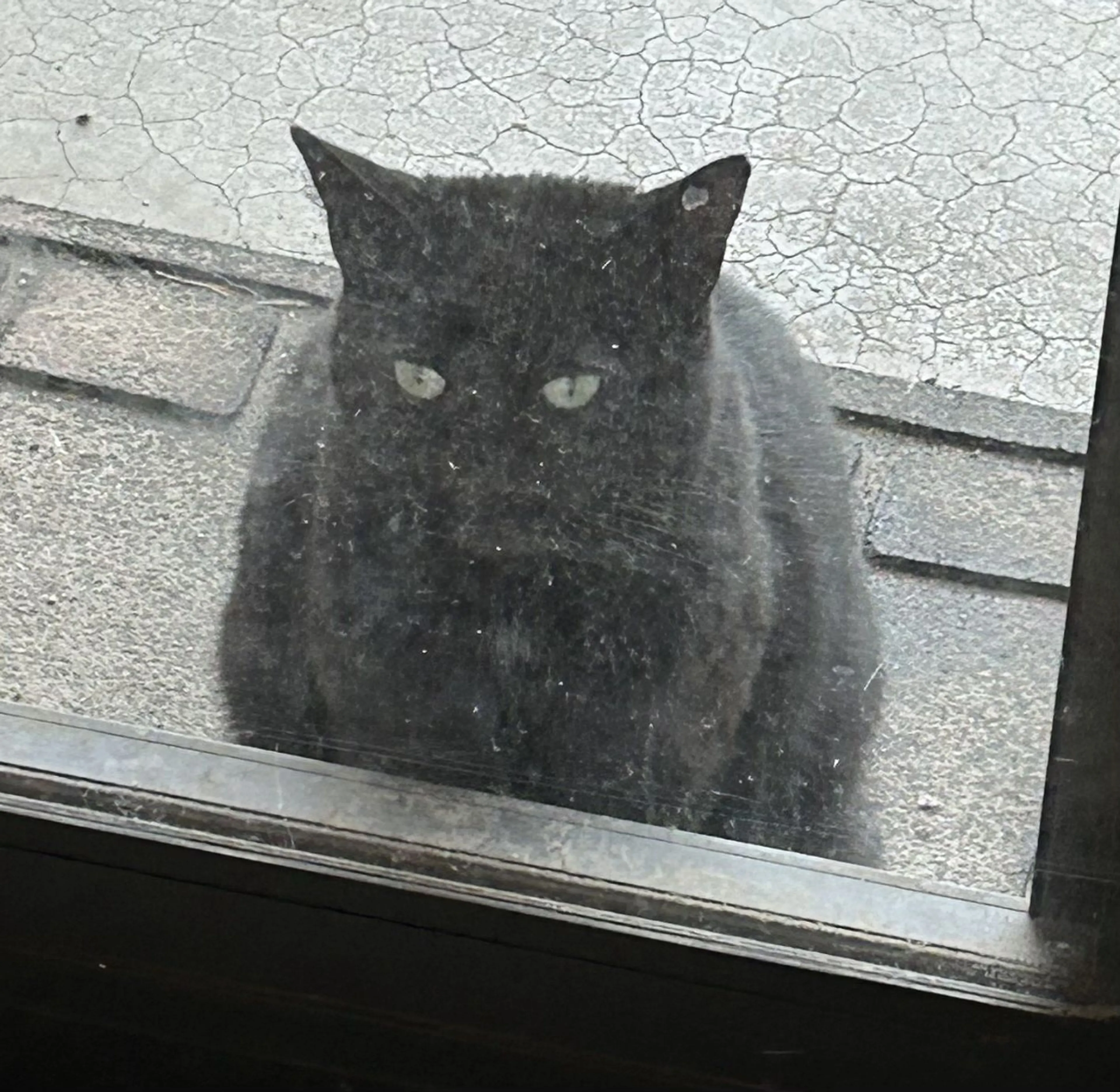 Lost pet-1