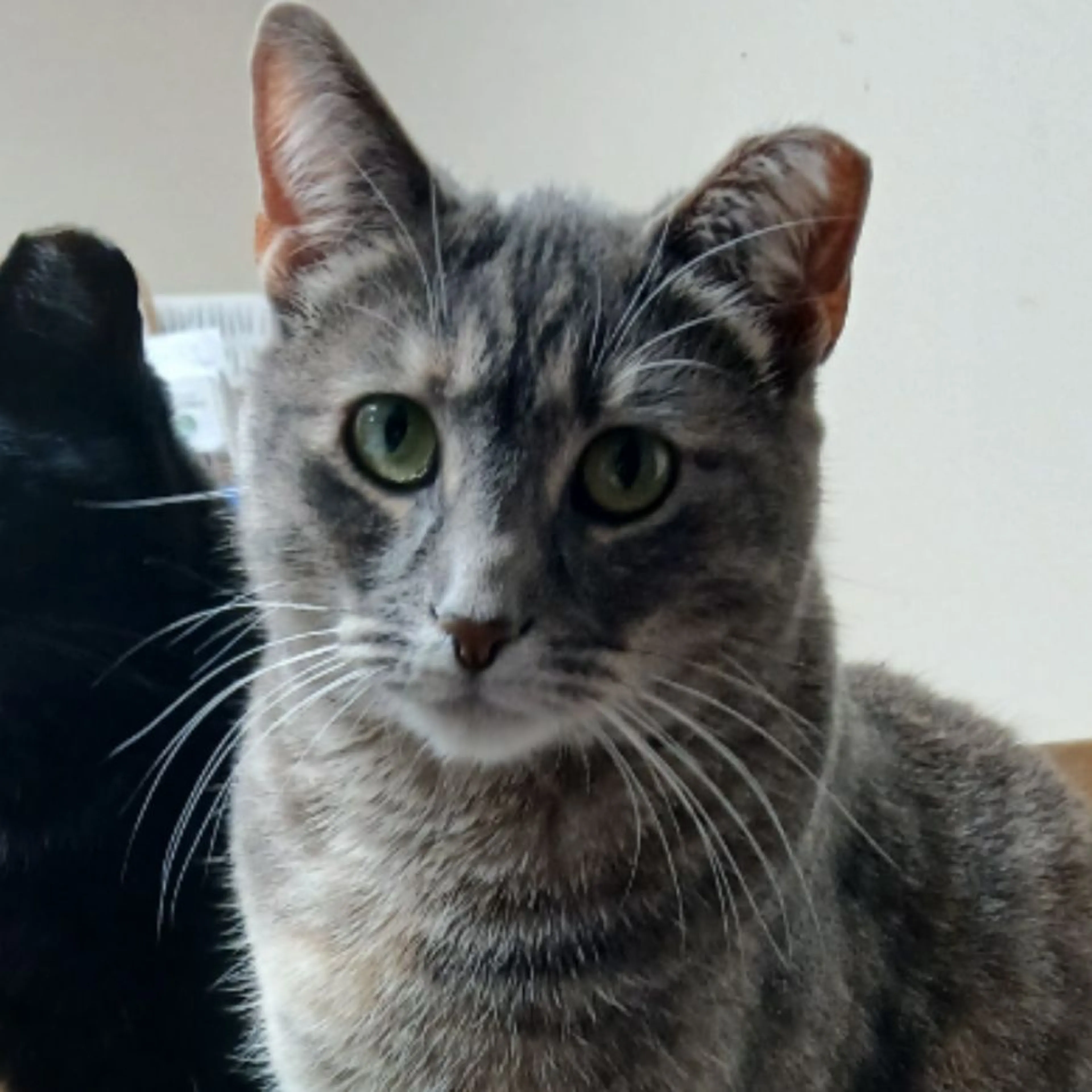Lost pet