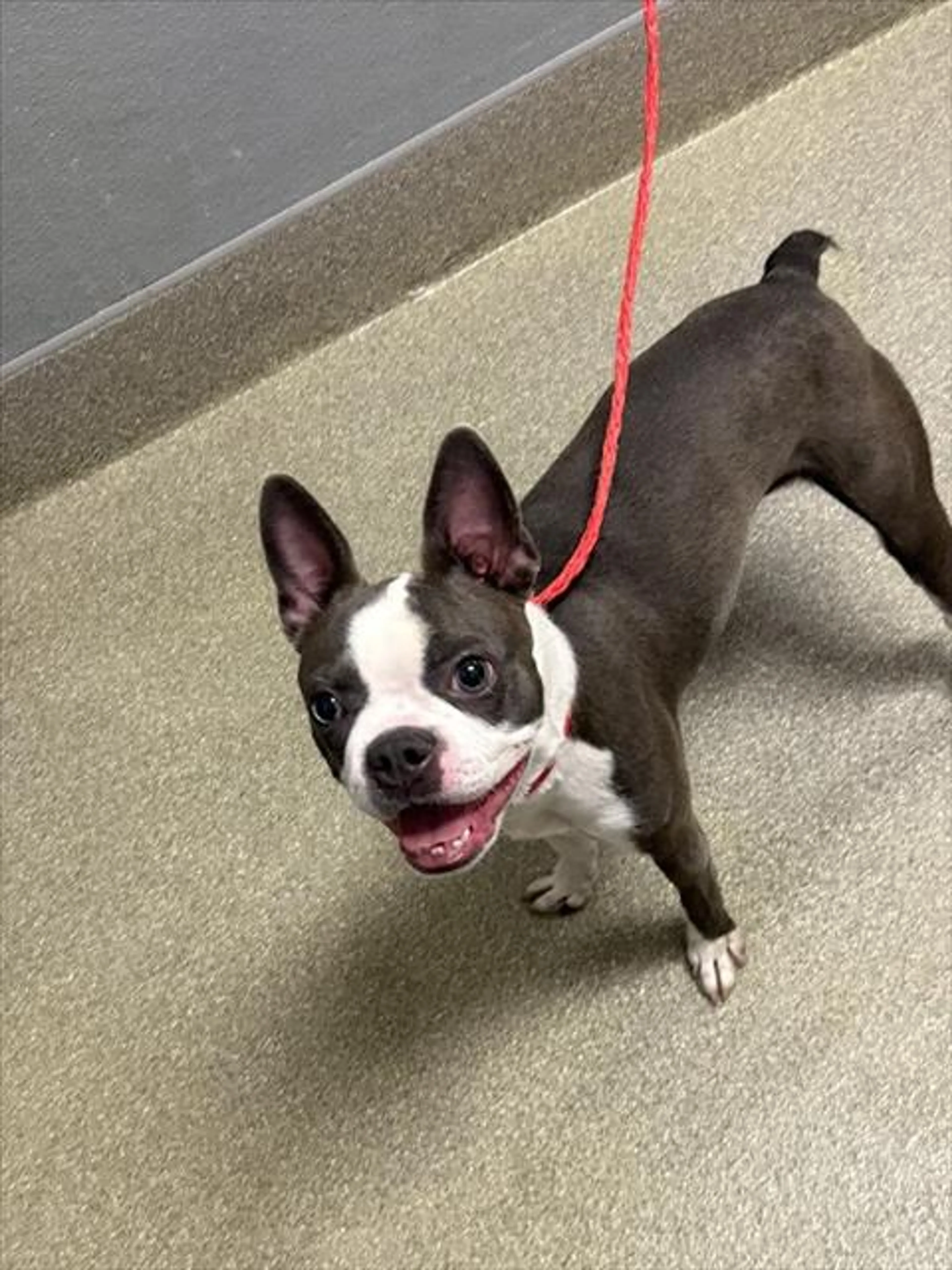 Found pet