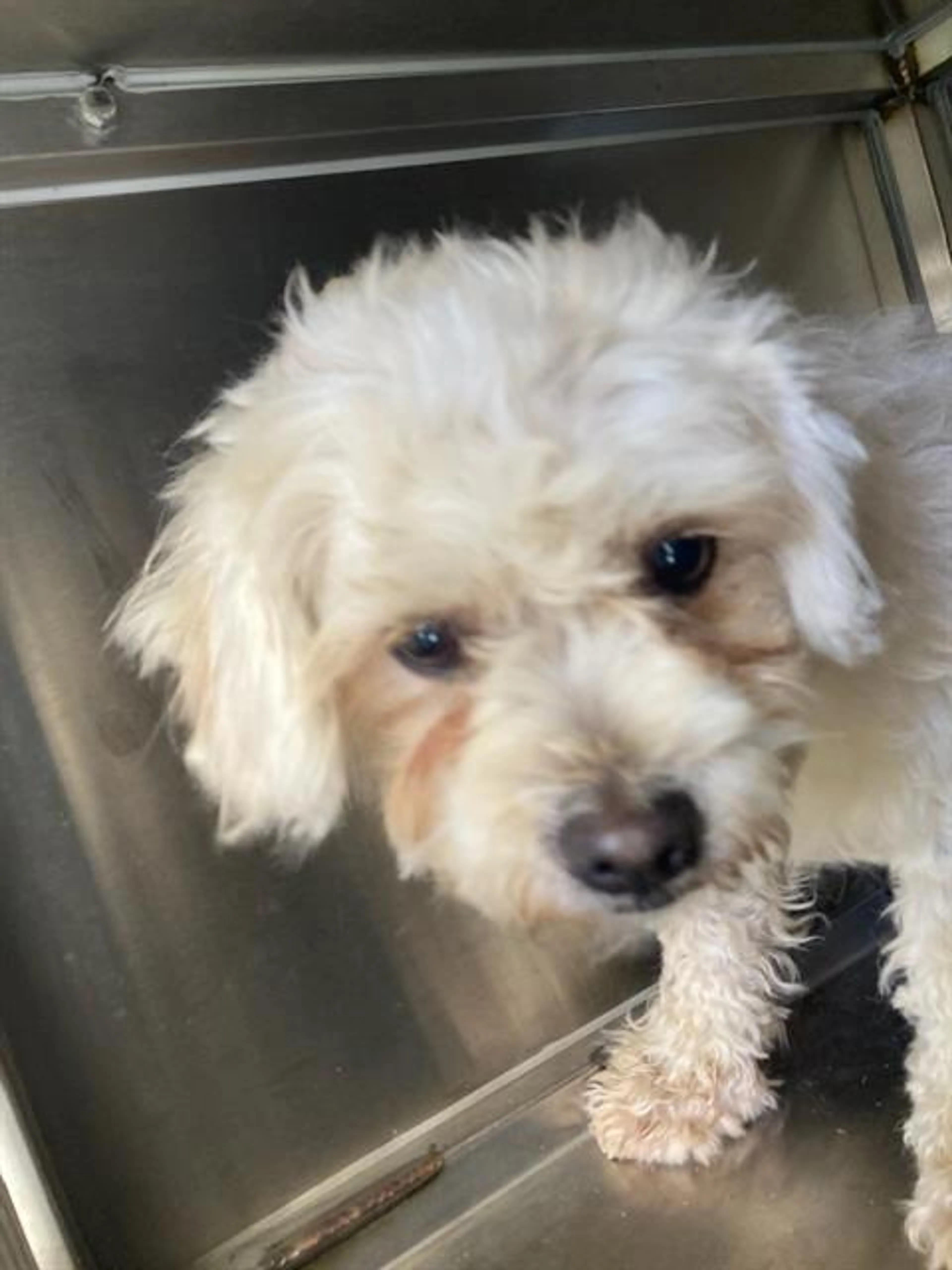 Found pet