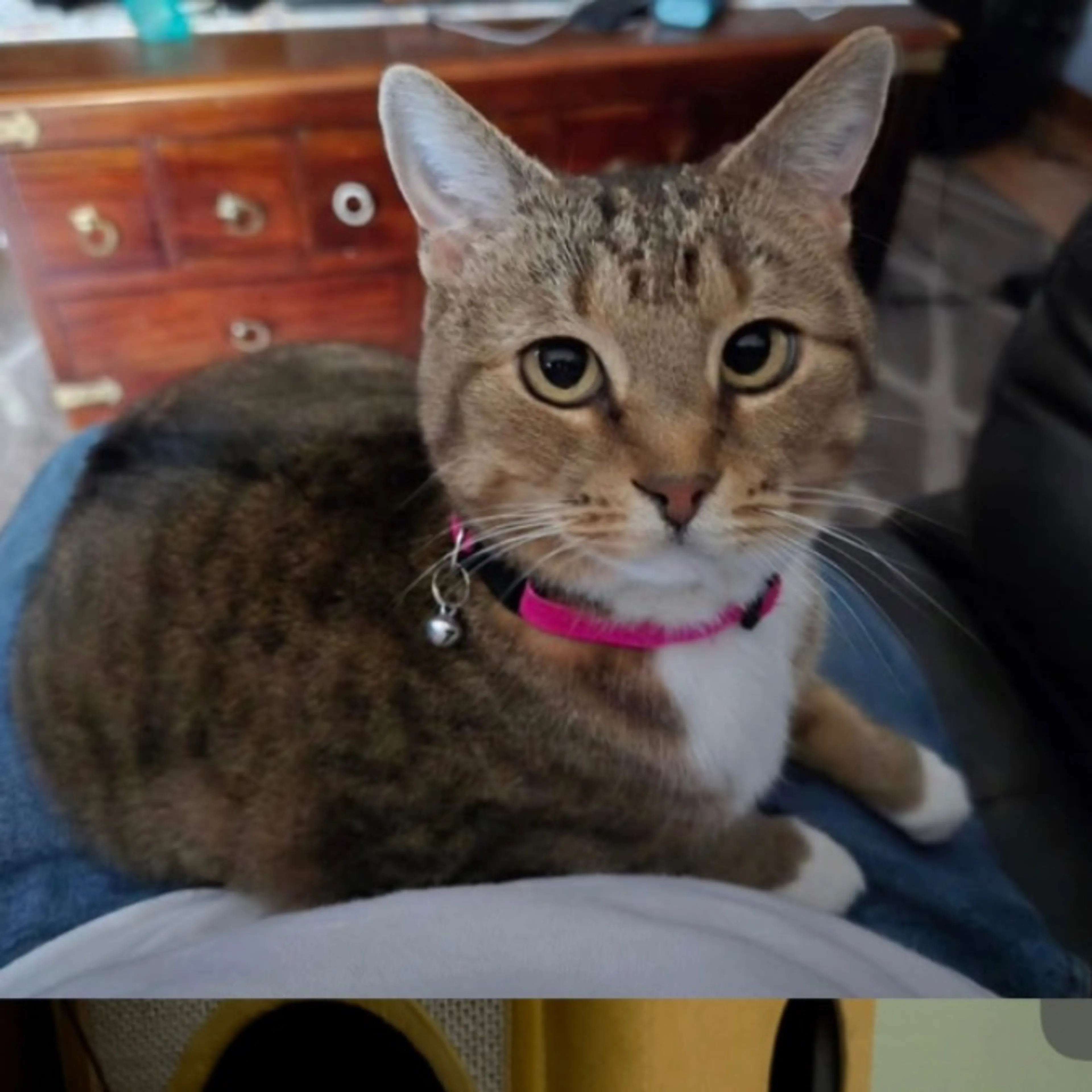 Lost pet