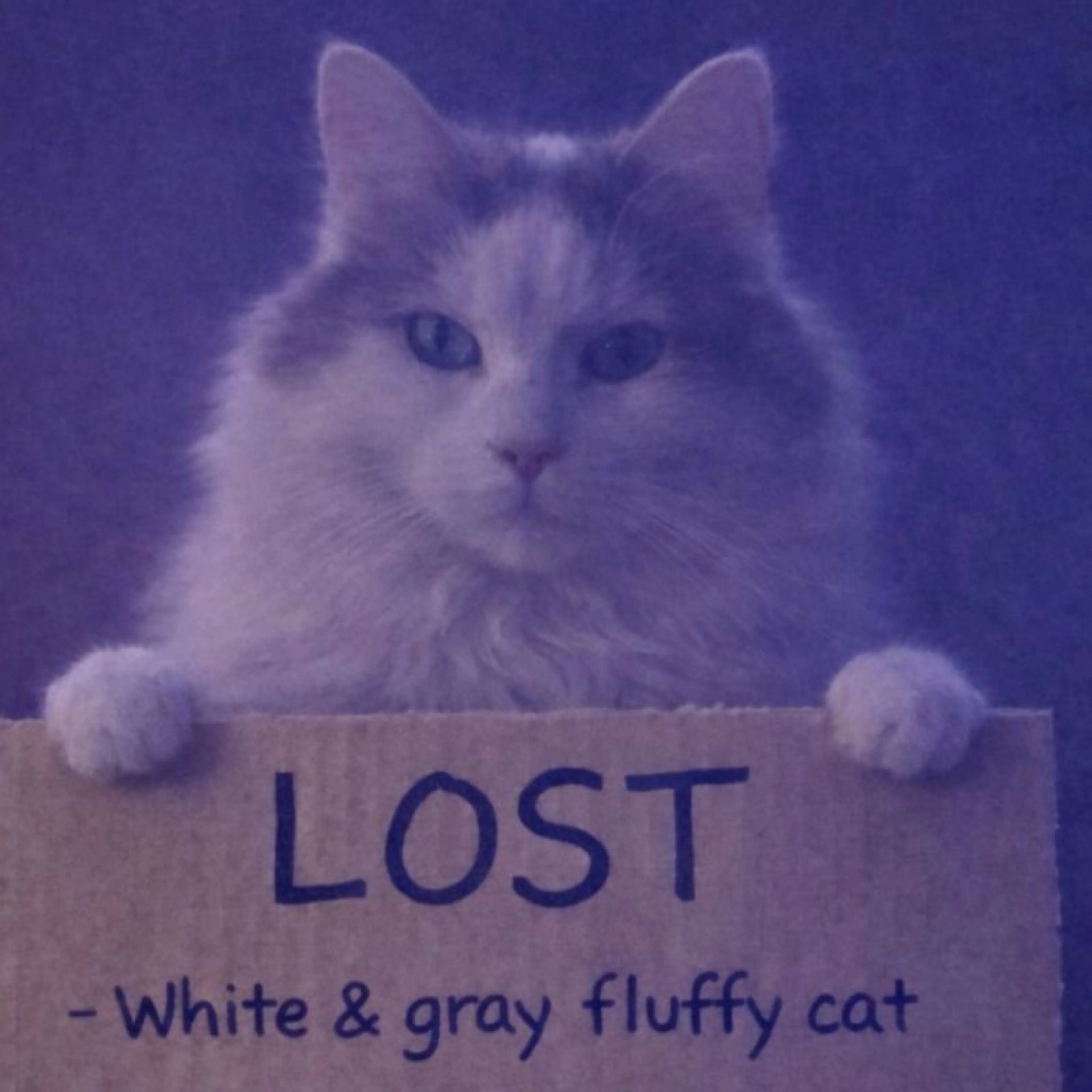Lost pet