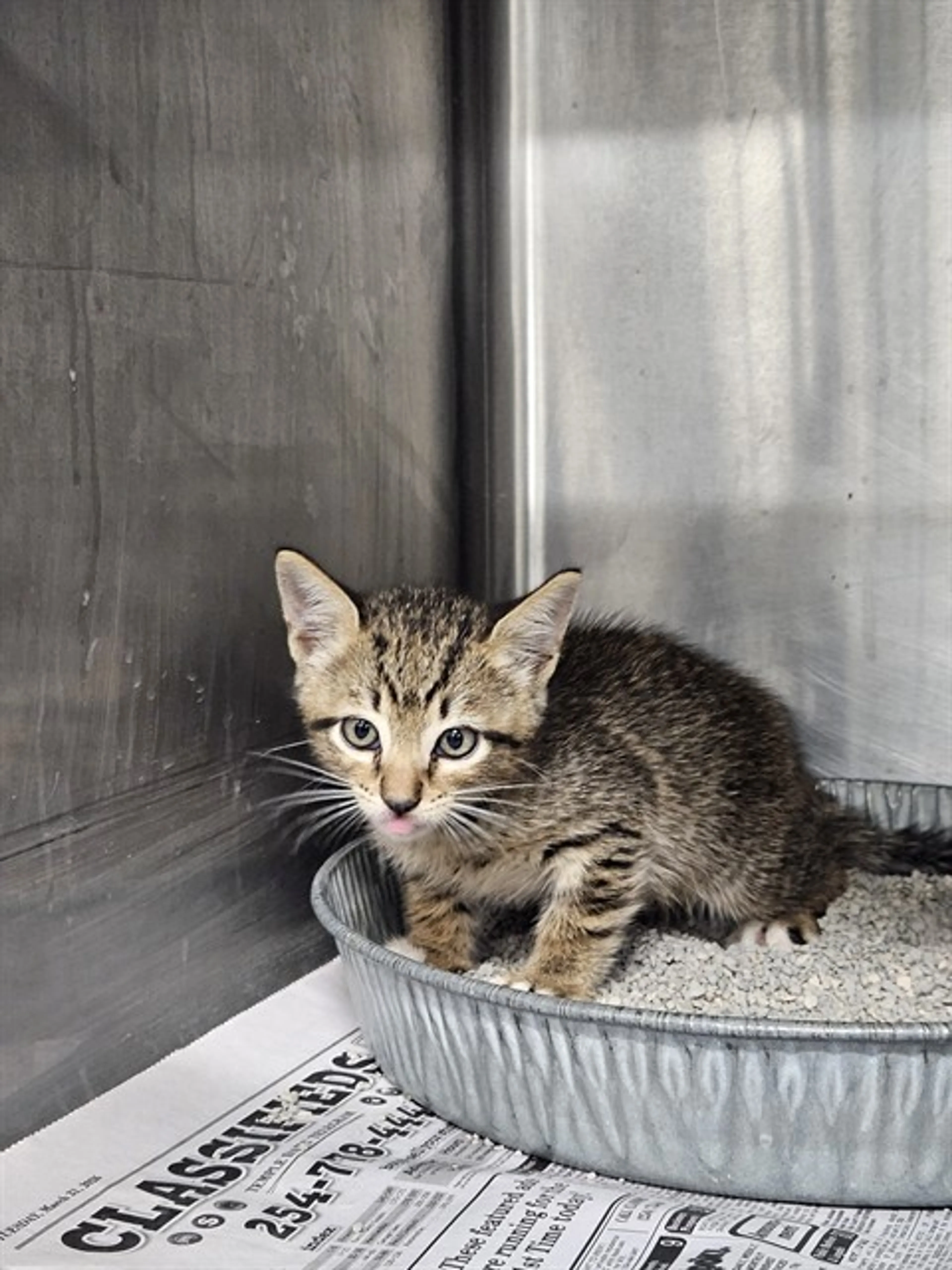 Found pet