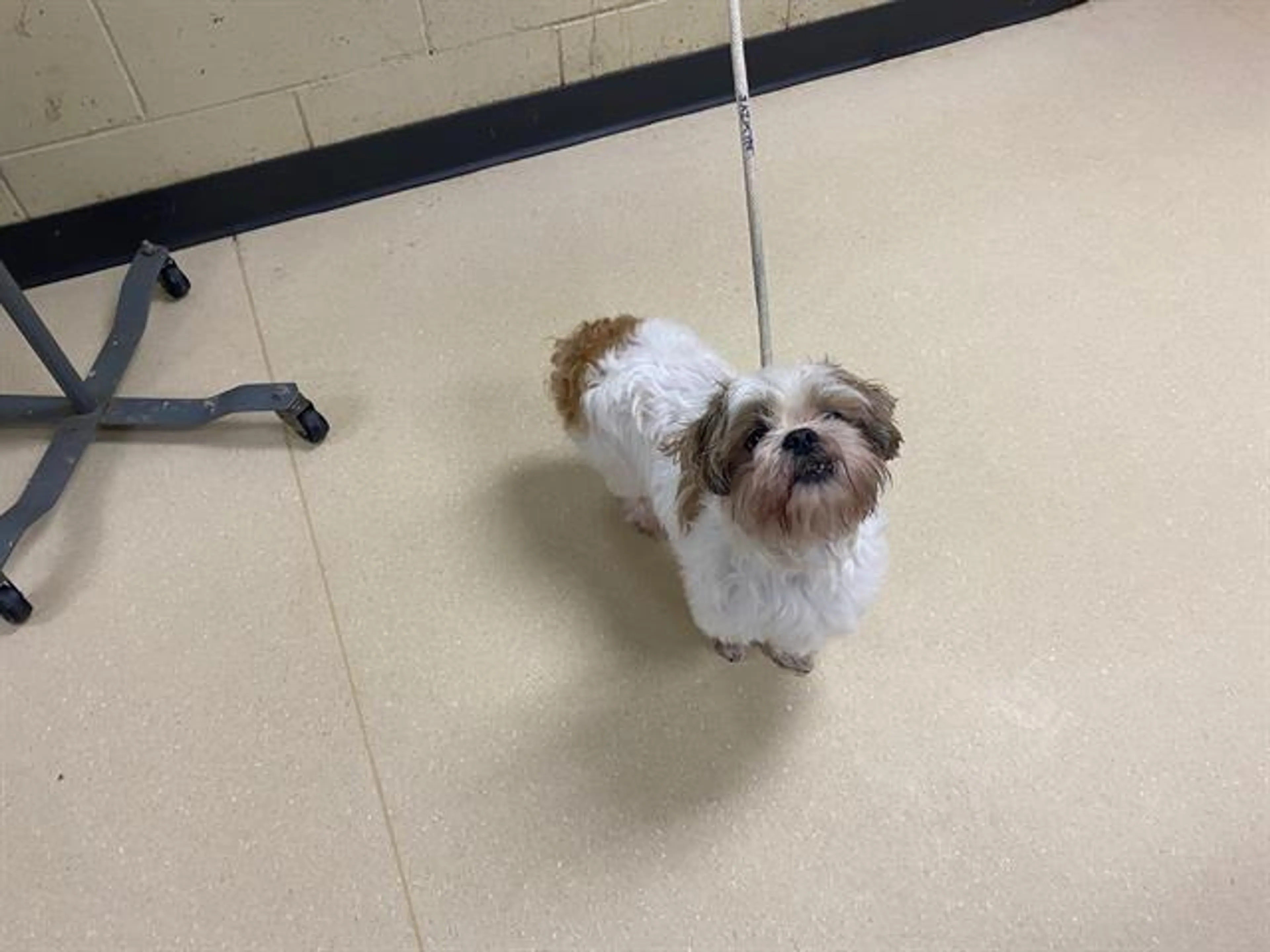 Found pet