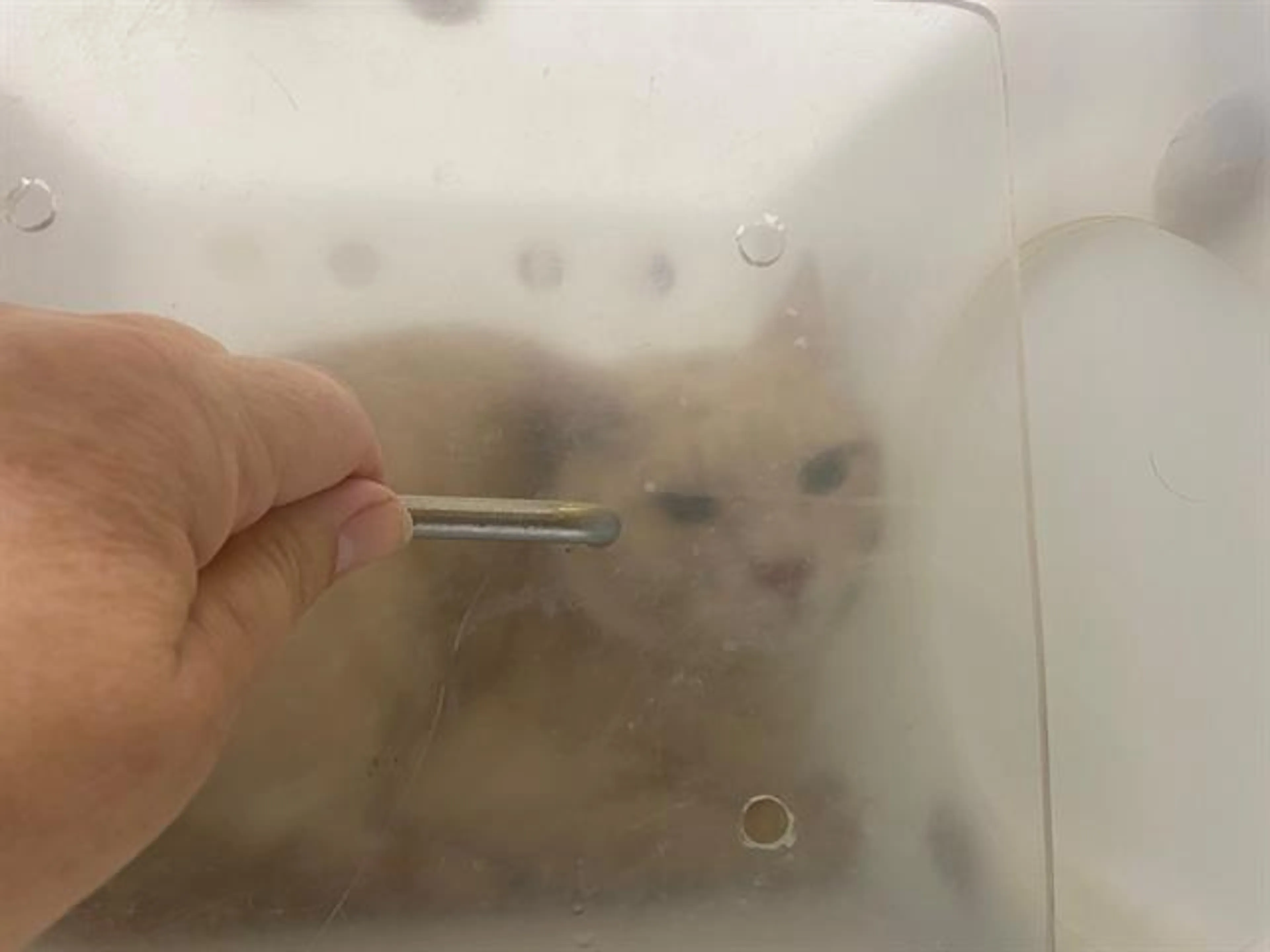 Found pet