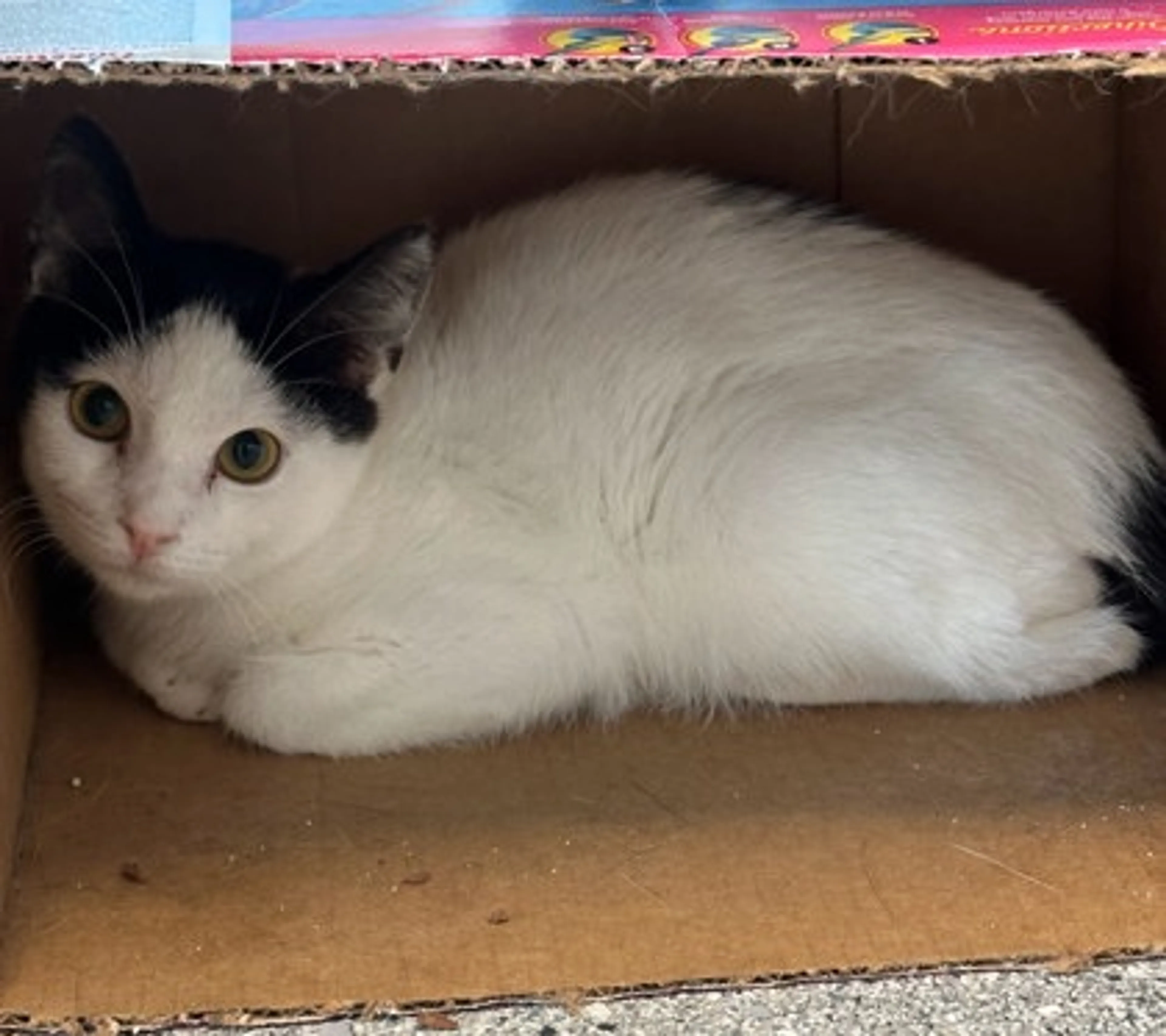 Found pet