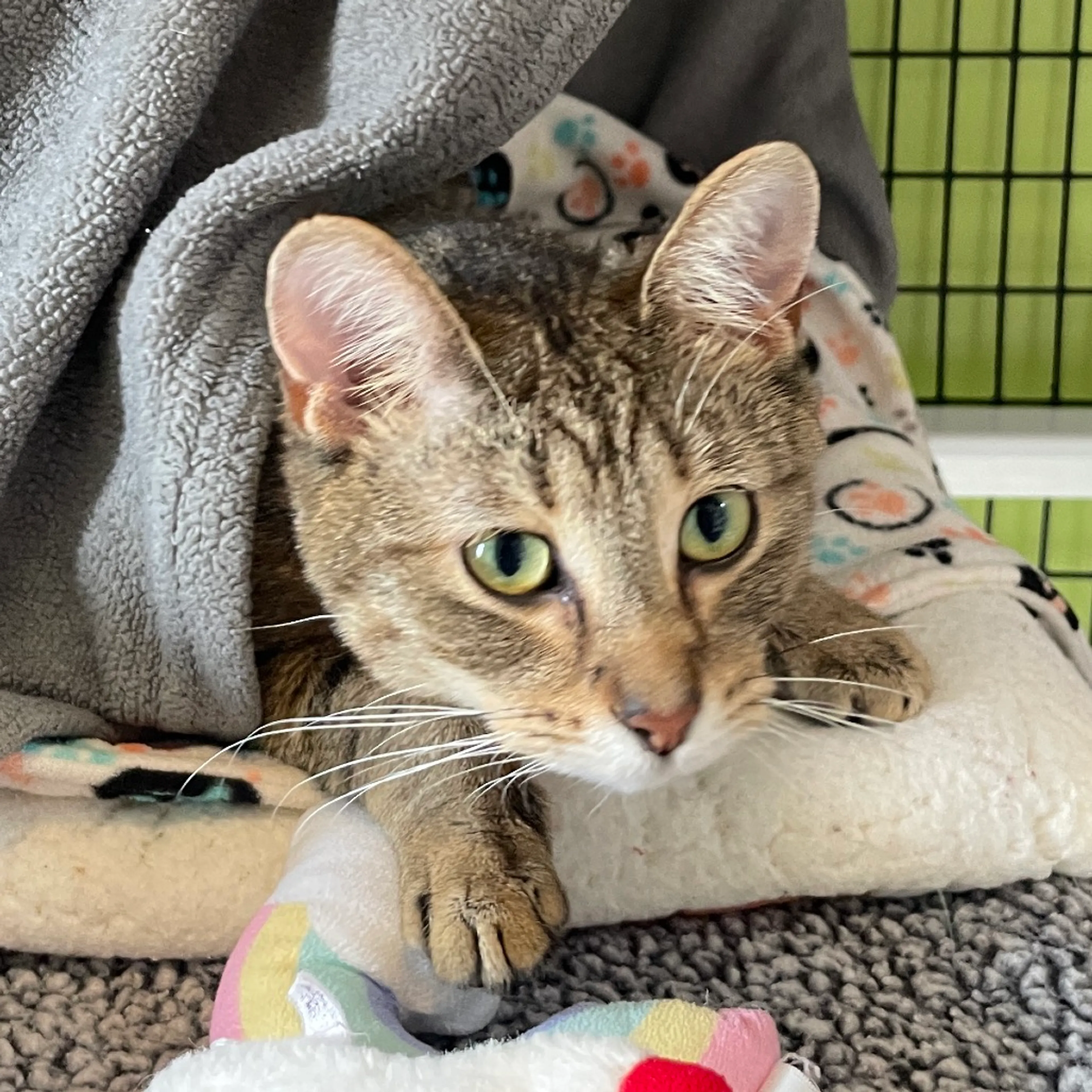Found pet