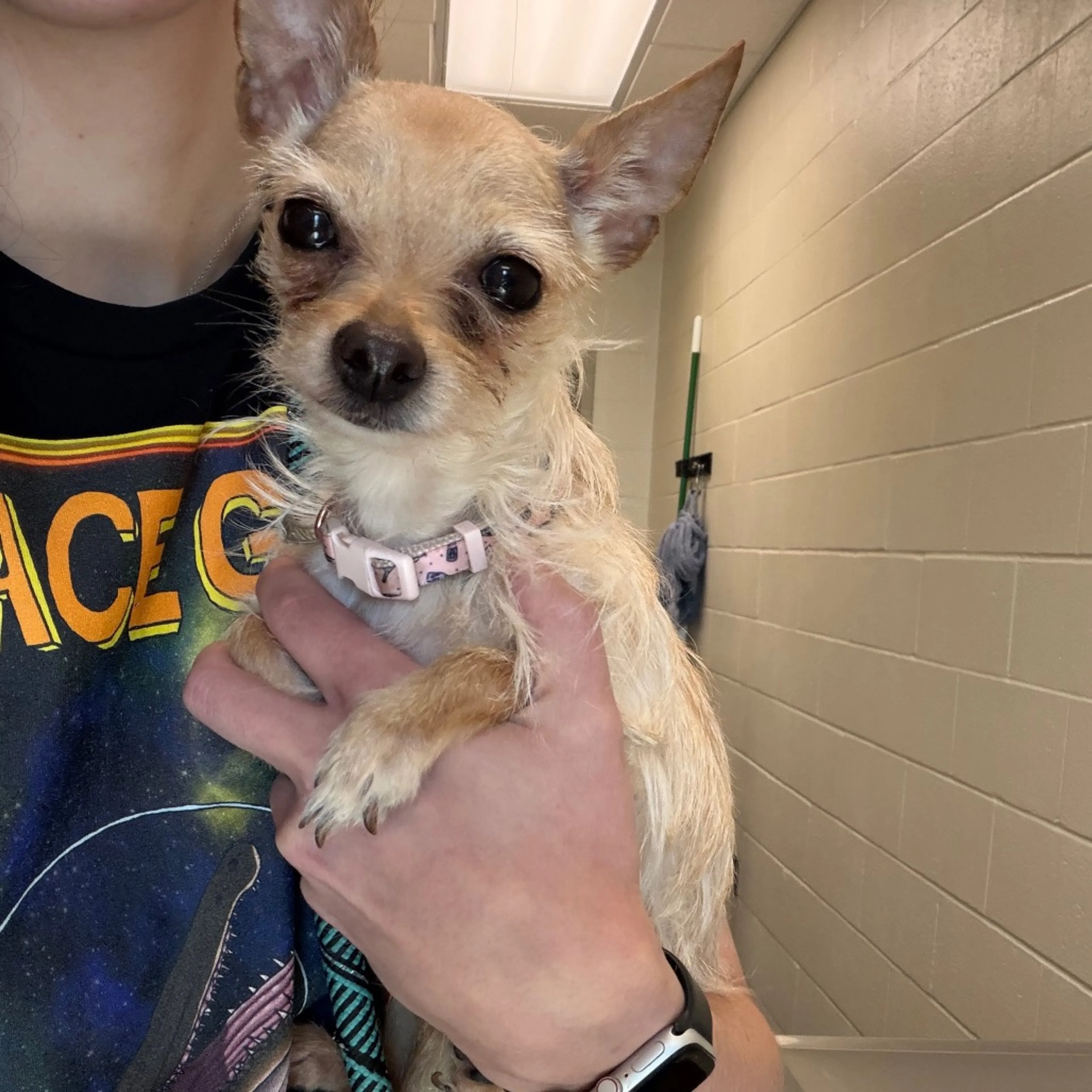 Found pet-1