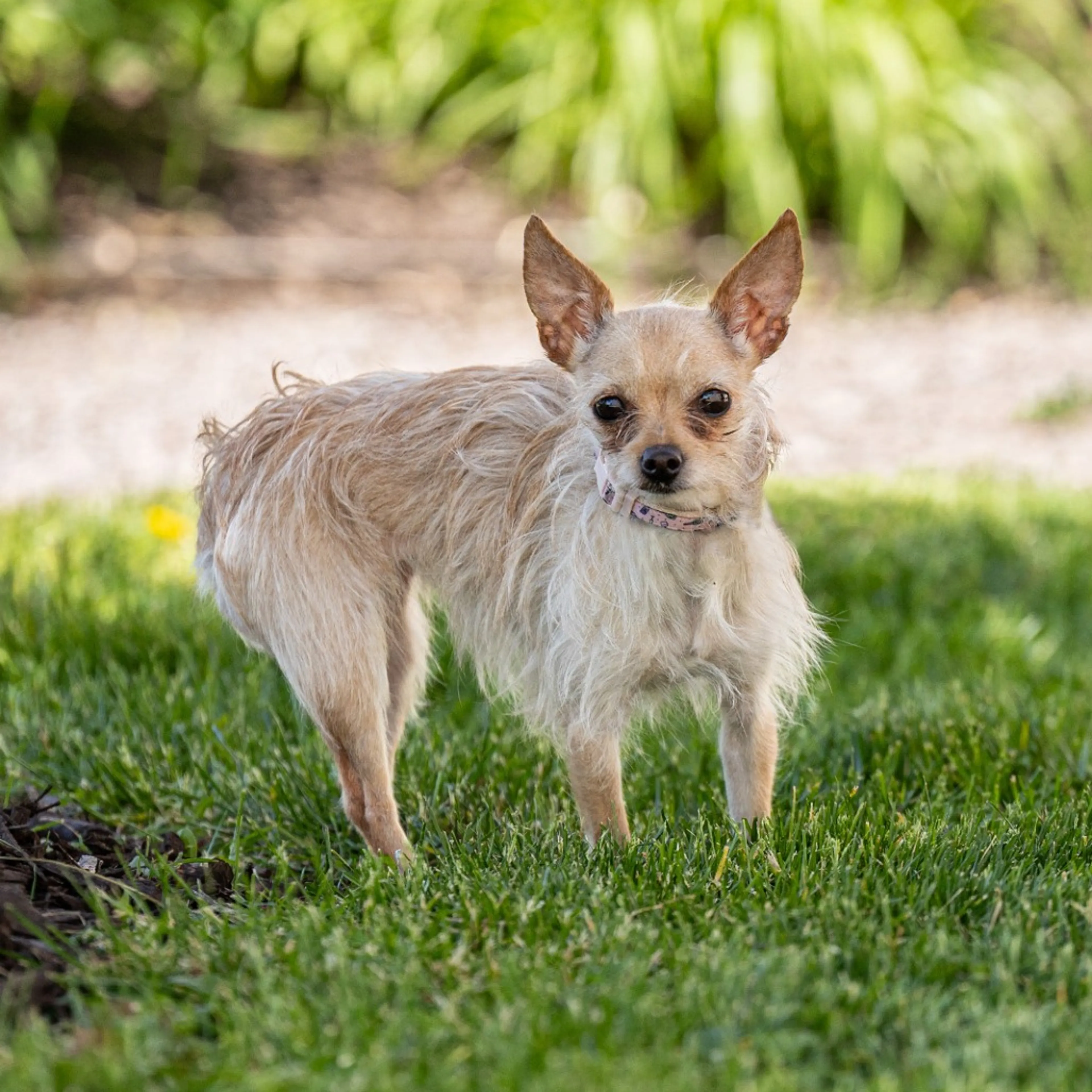 Found pet-2