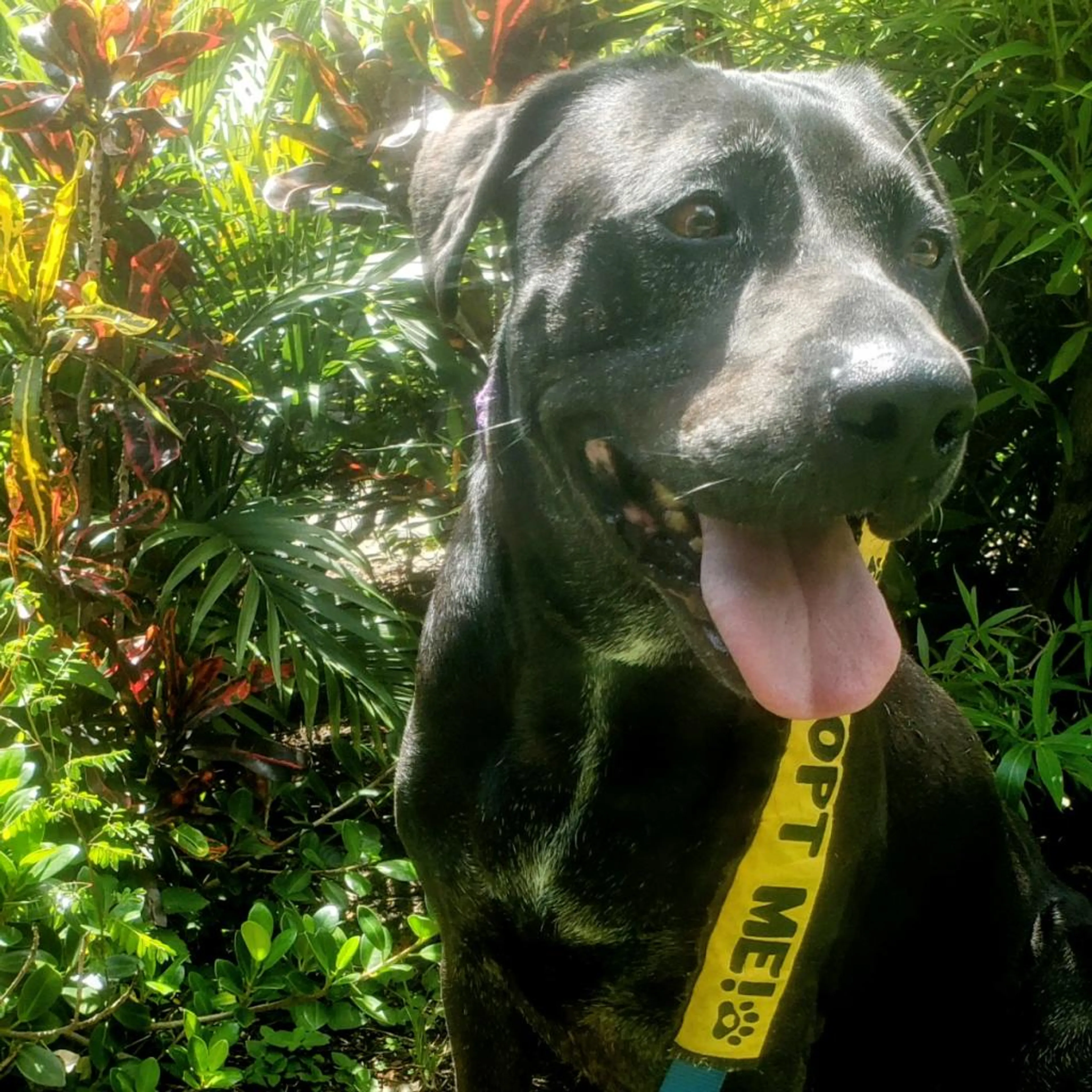 Found pet-2