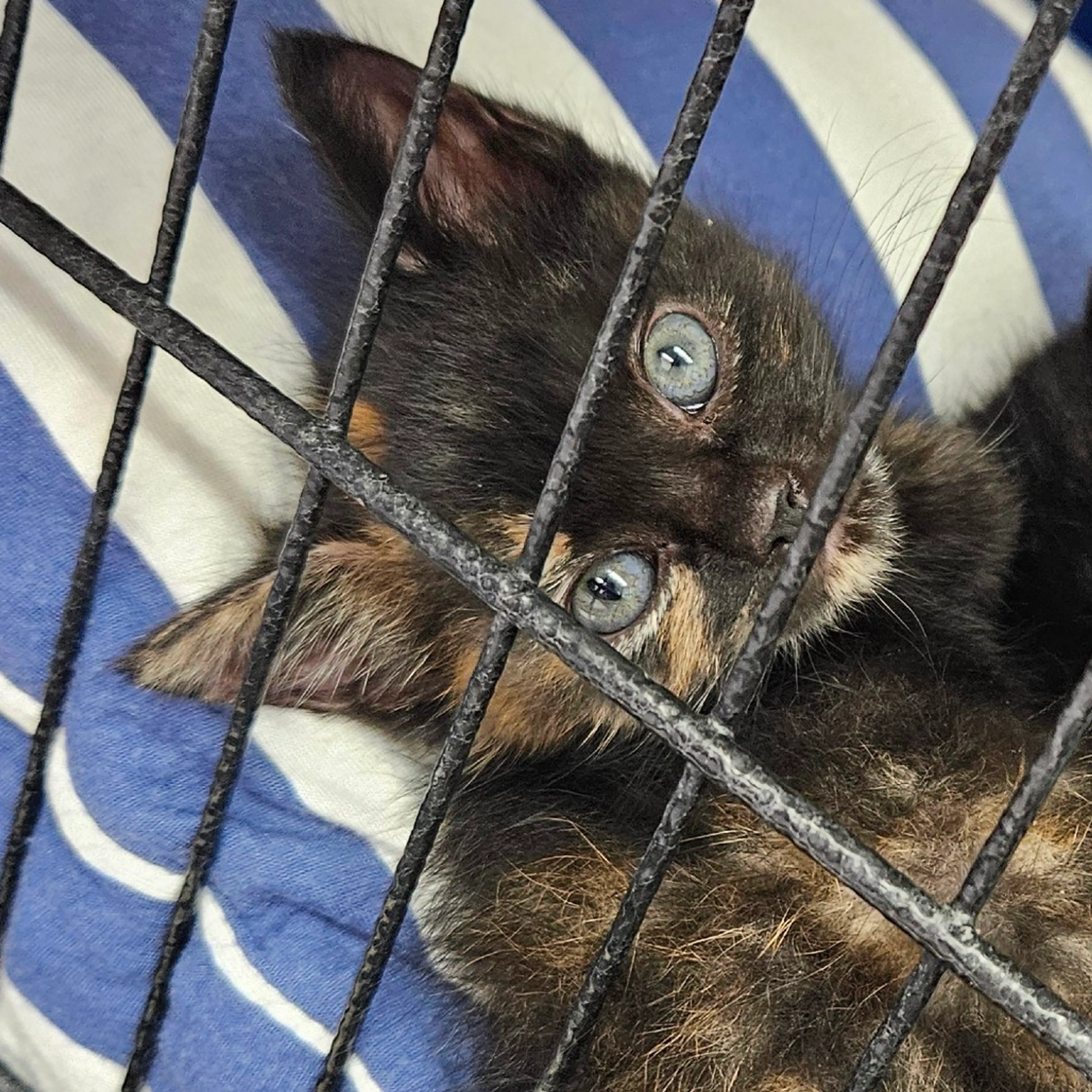Found pet-0
