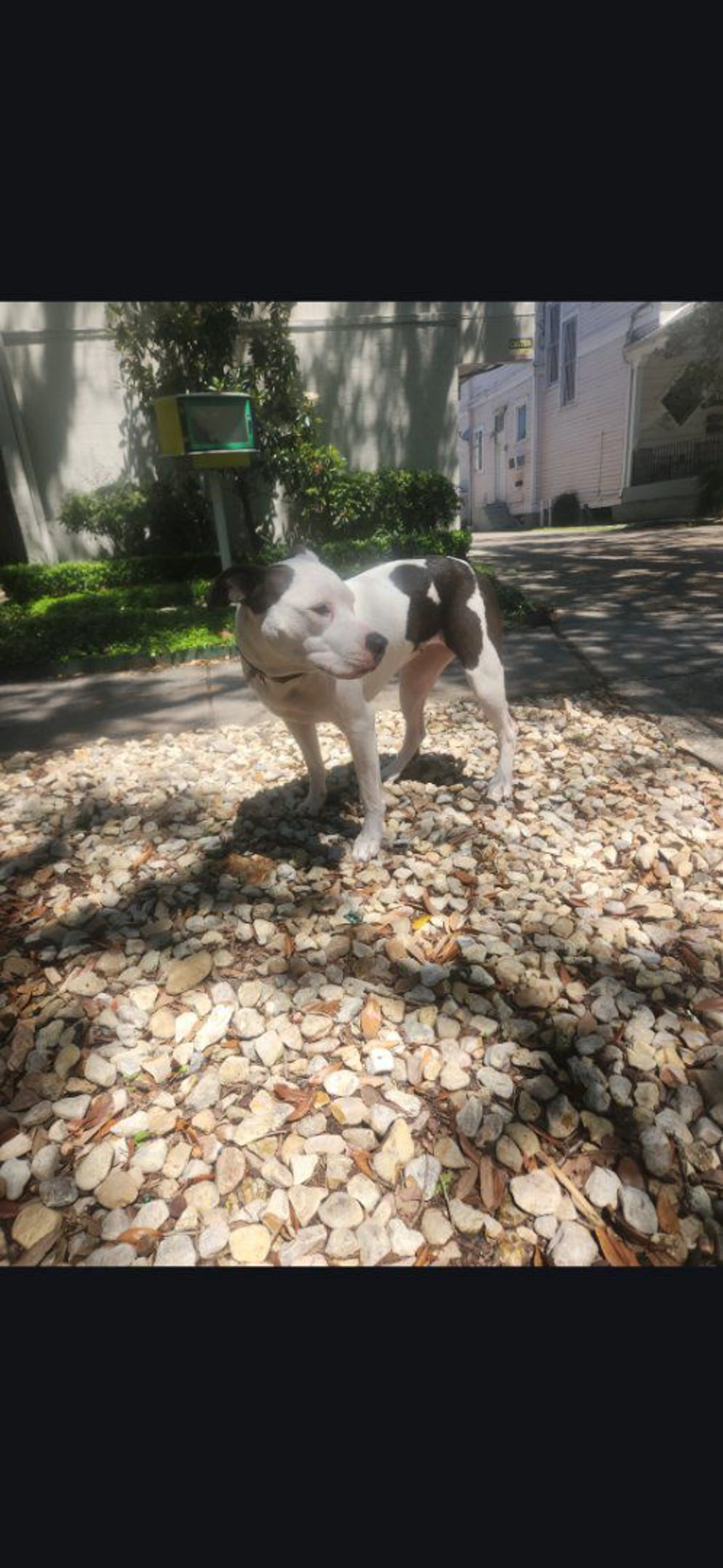 Lost pet