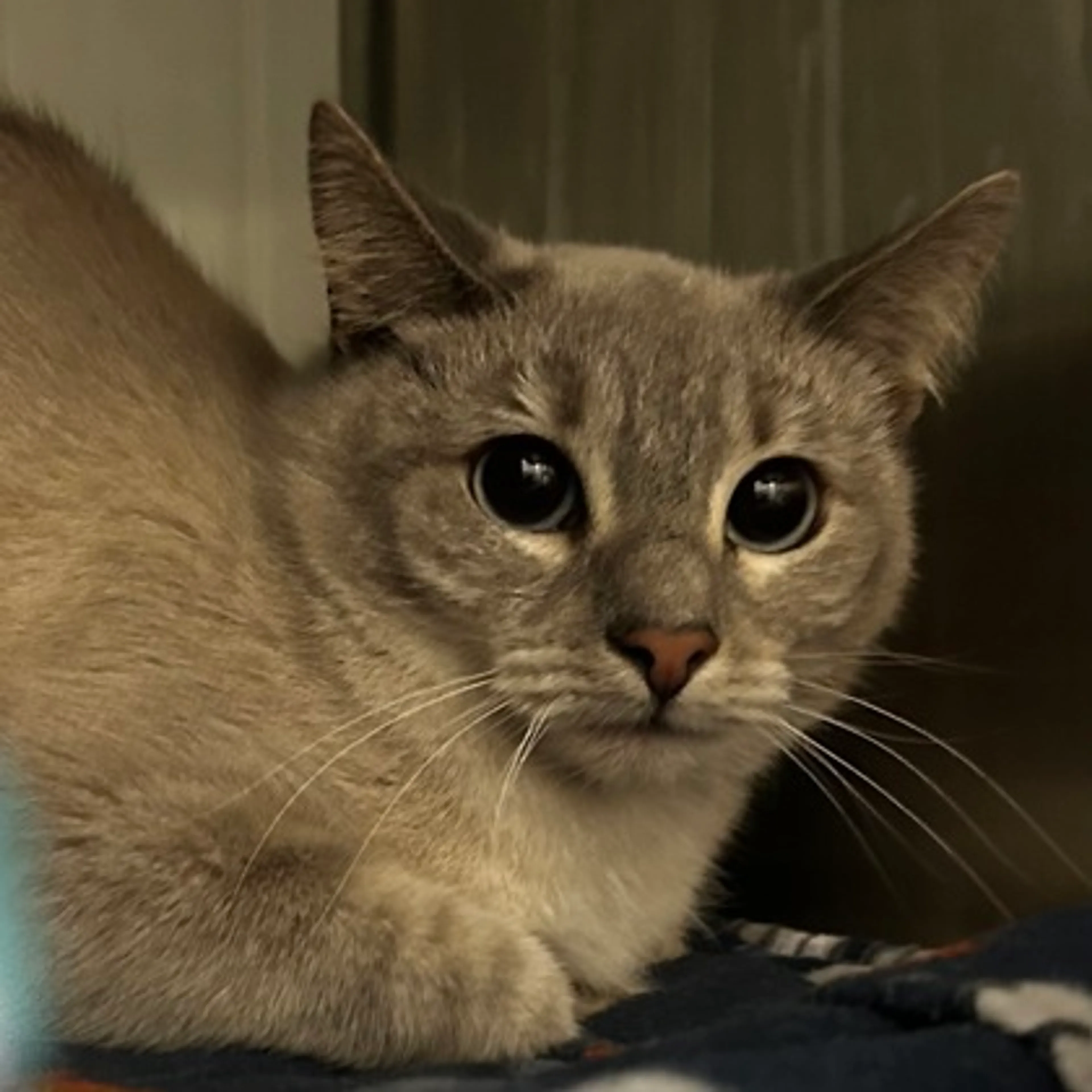 Found pet-2