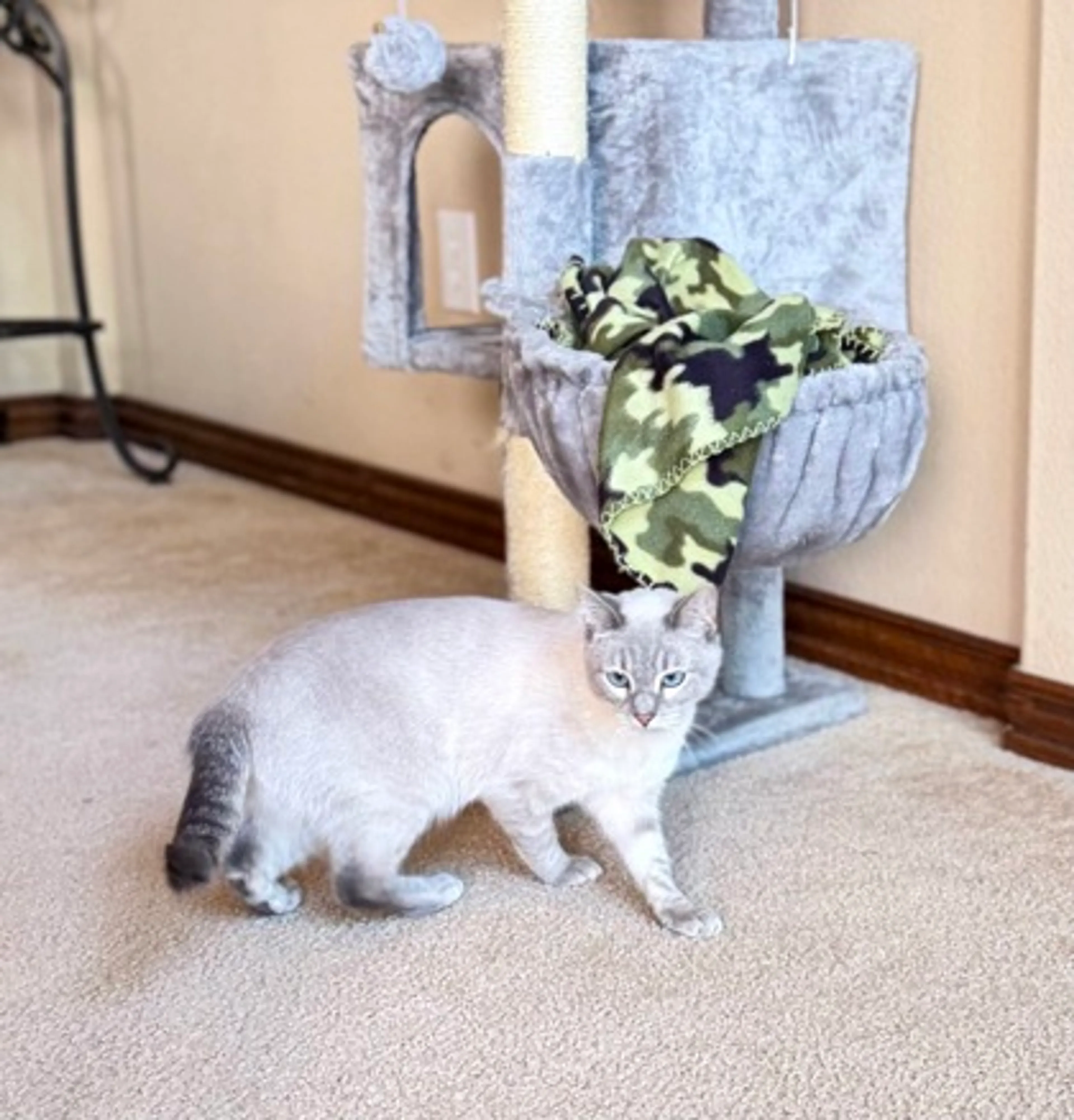 Found pet-1