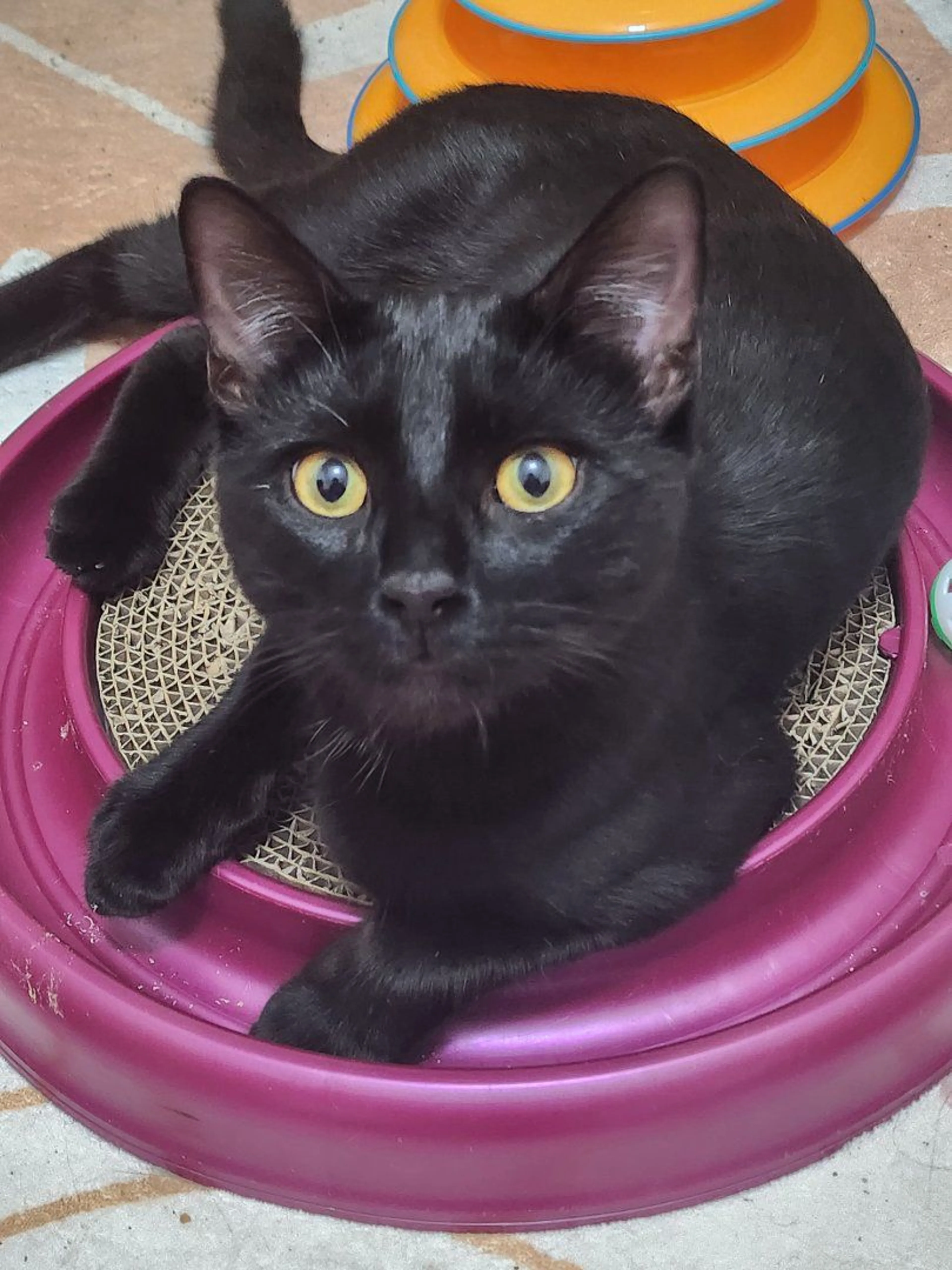 Lost pet