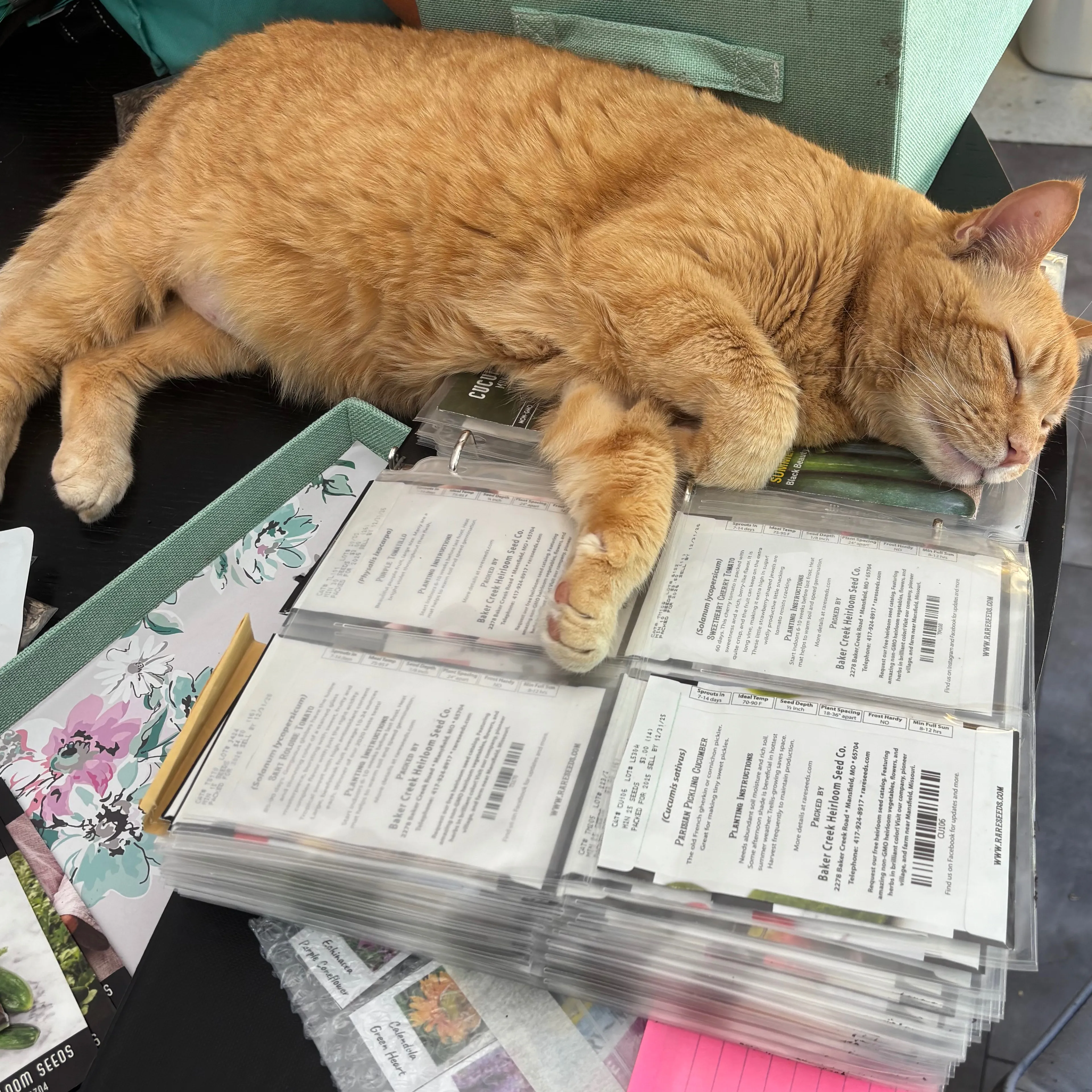 Lost pet-1