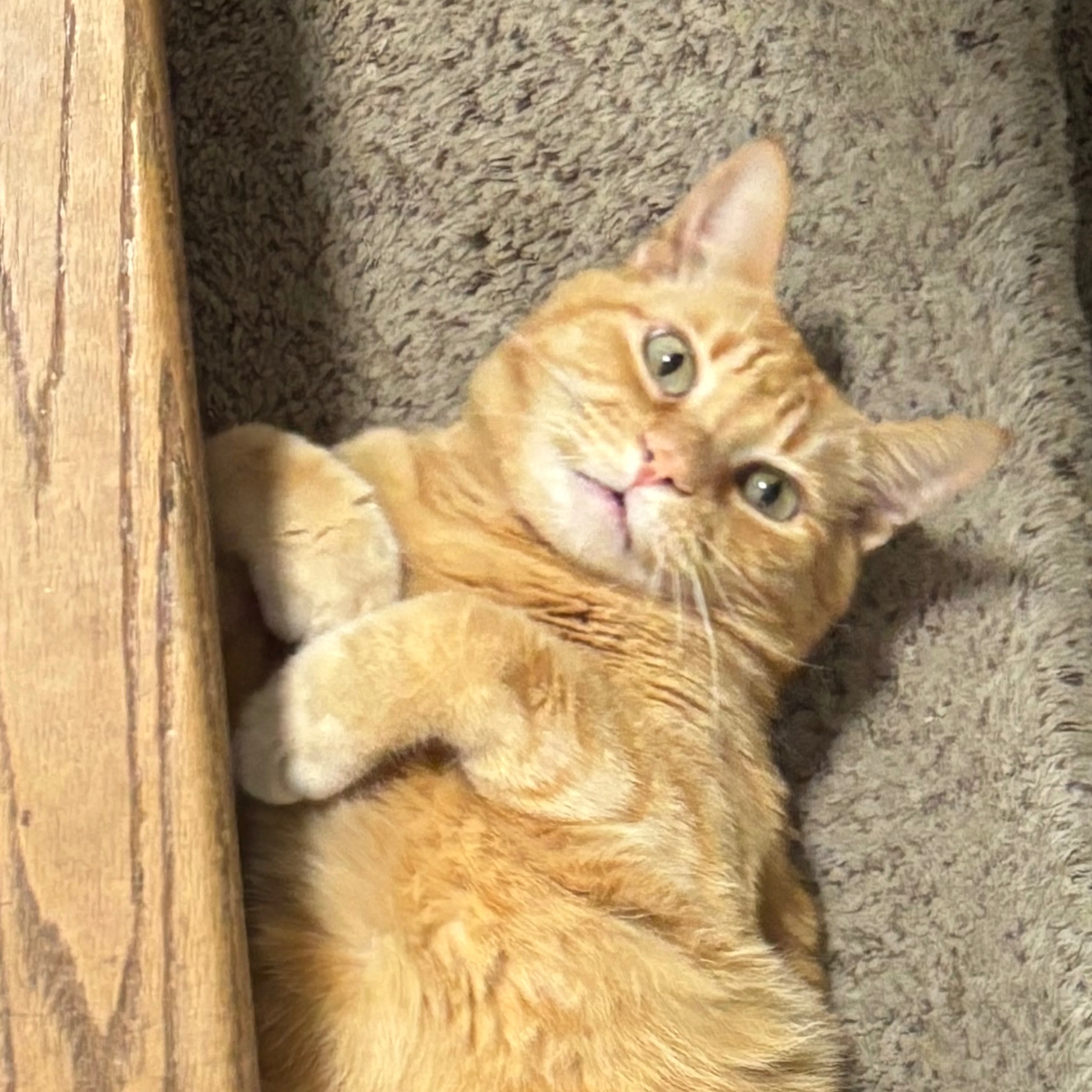 Lost pet-2