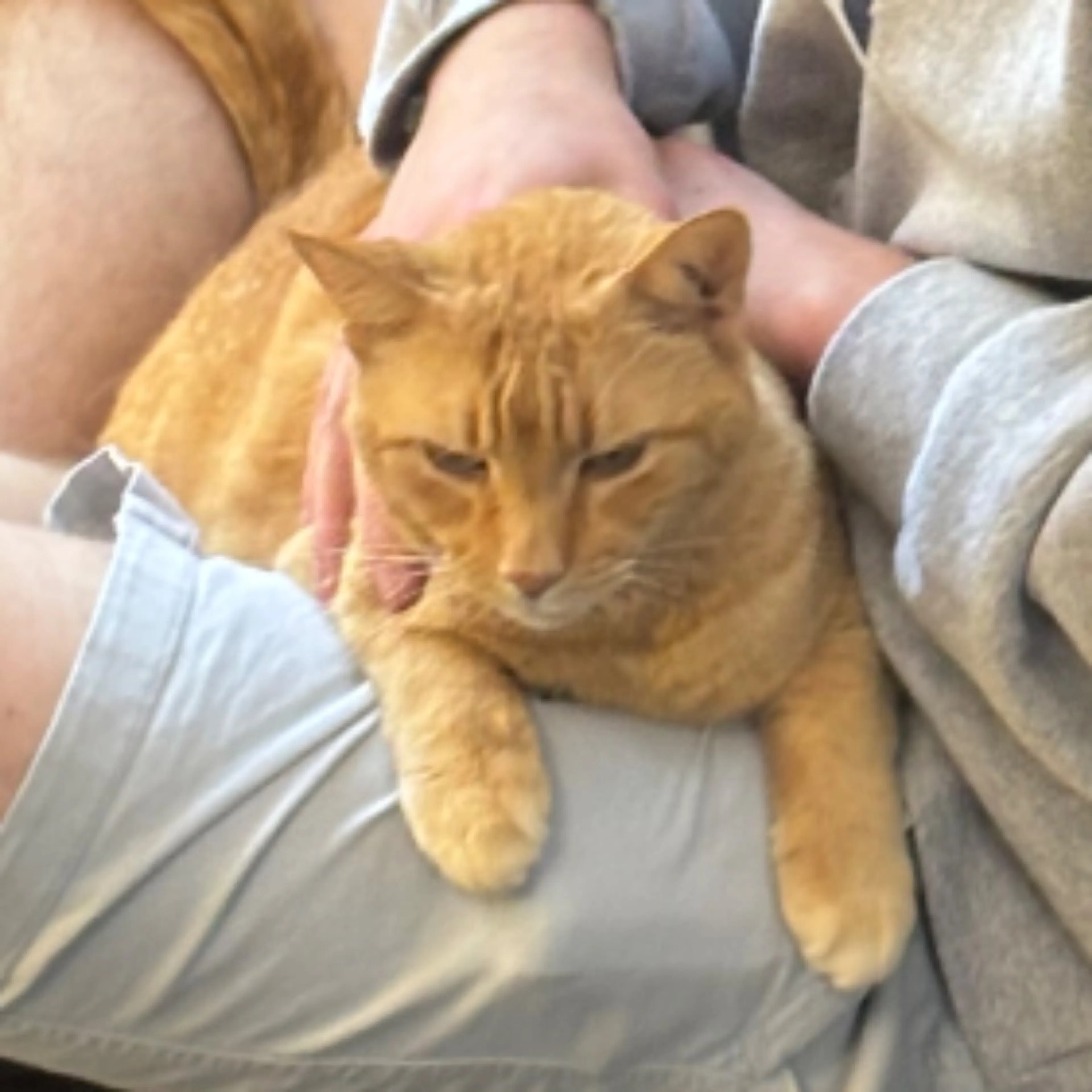 Lost pet-0