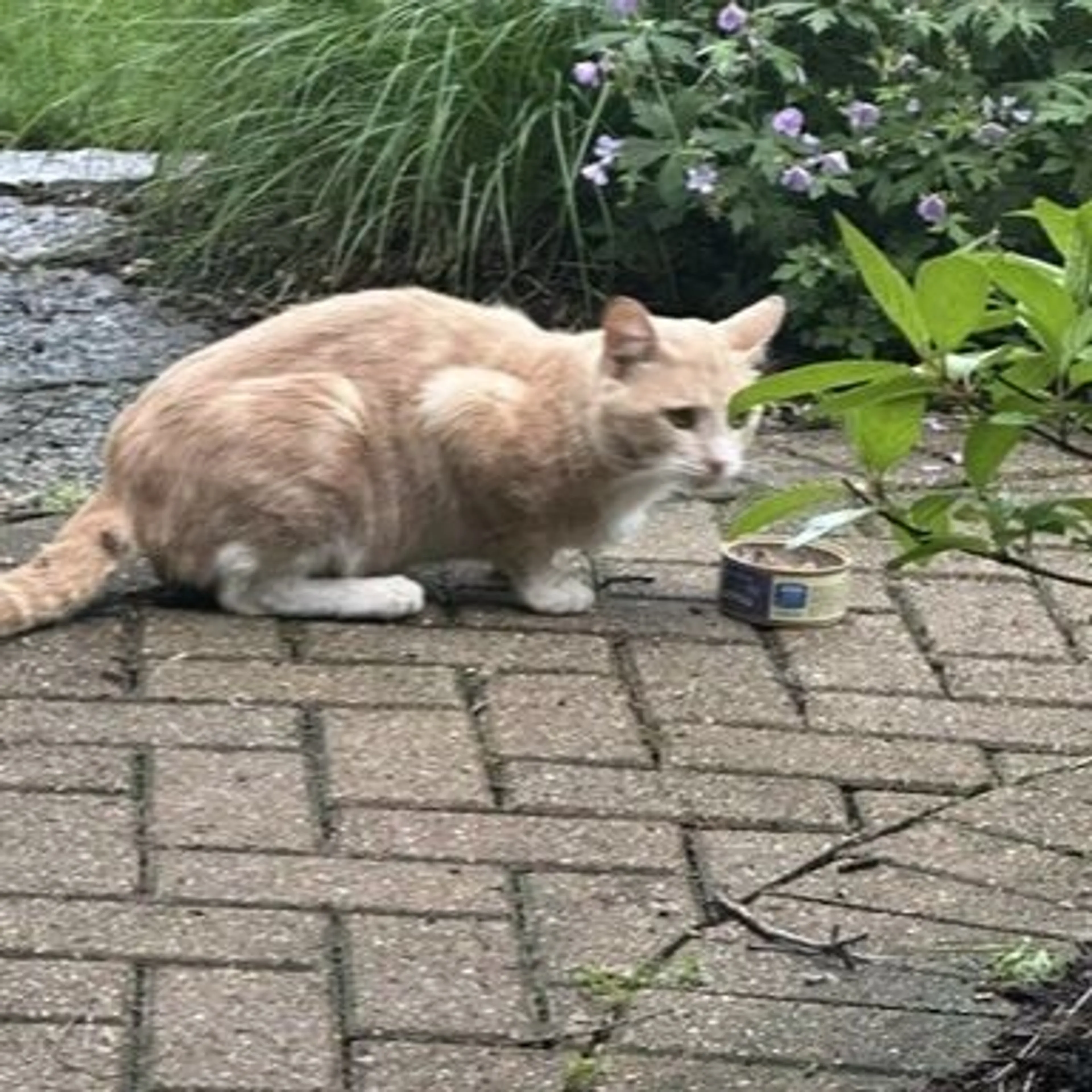 Found pet