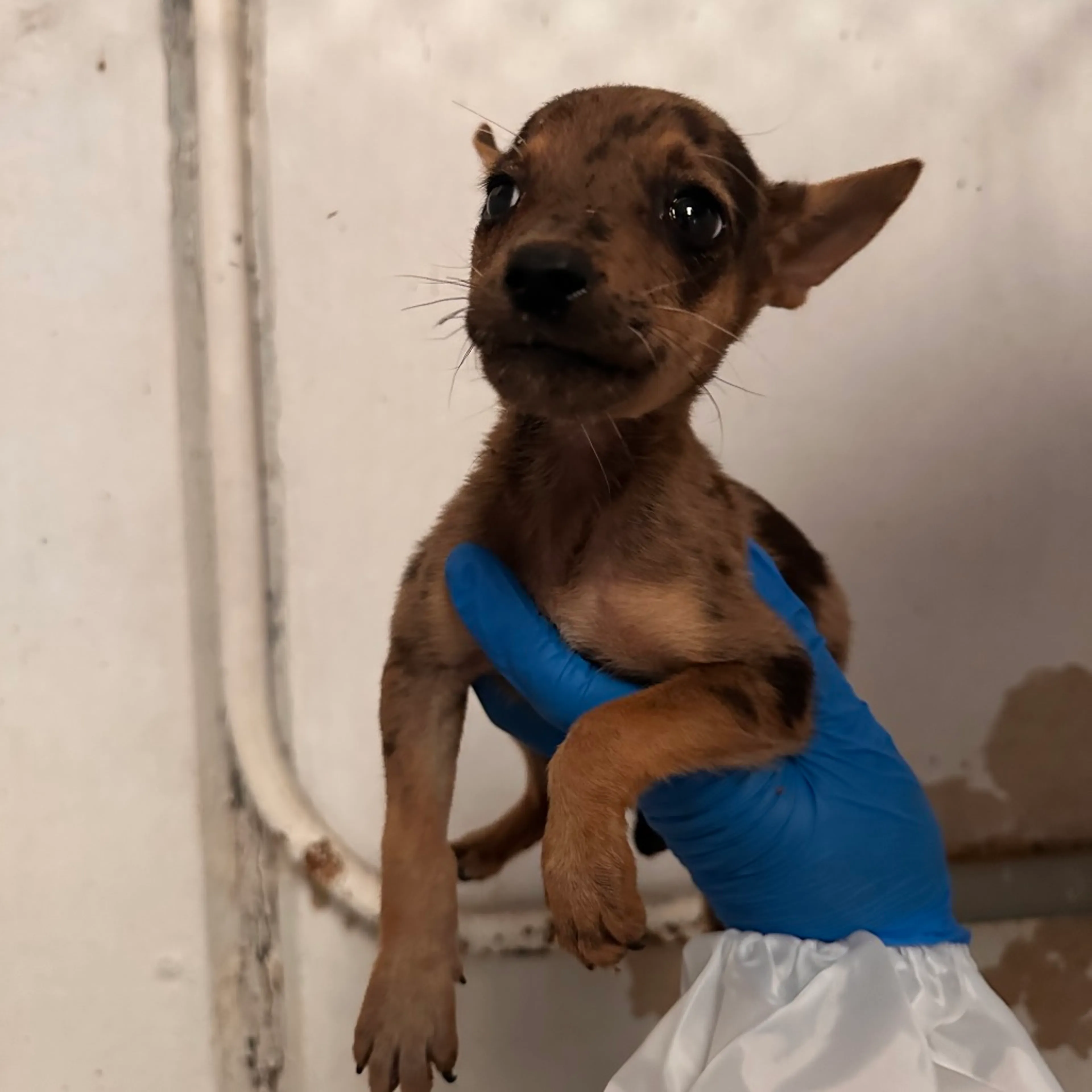 Found pet