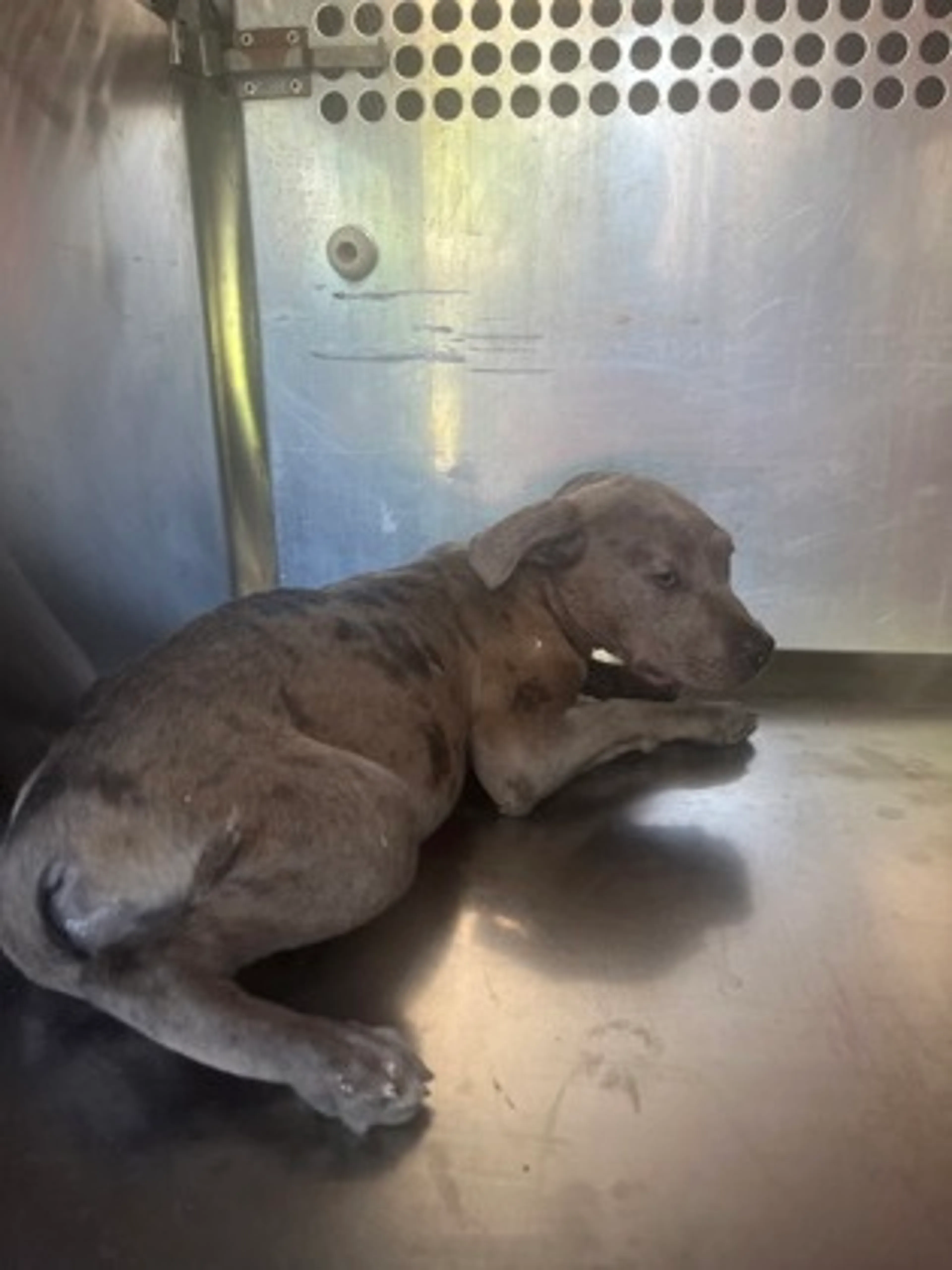 Found pet