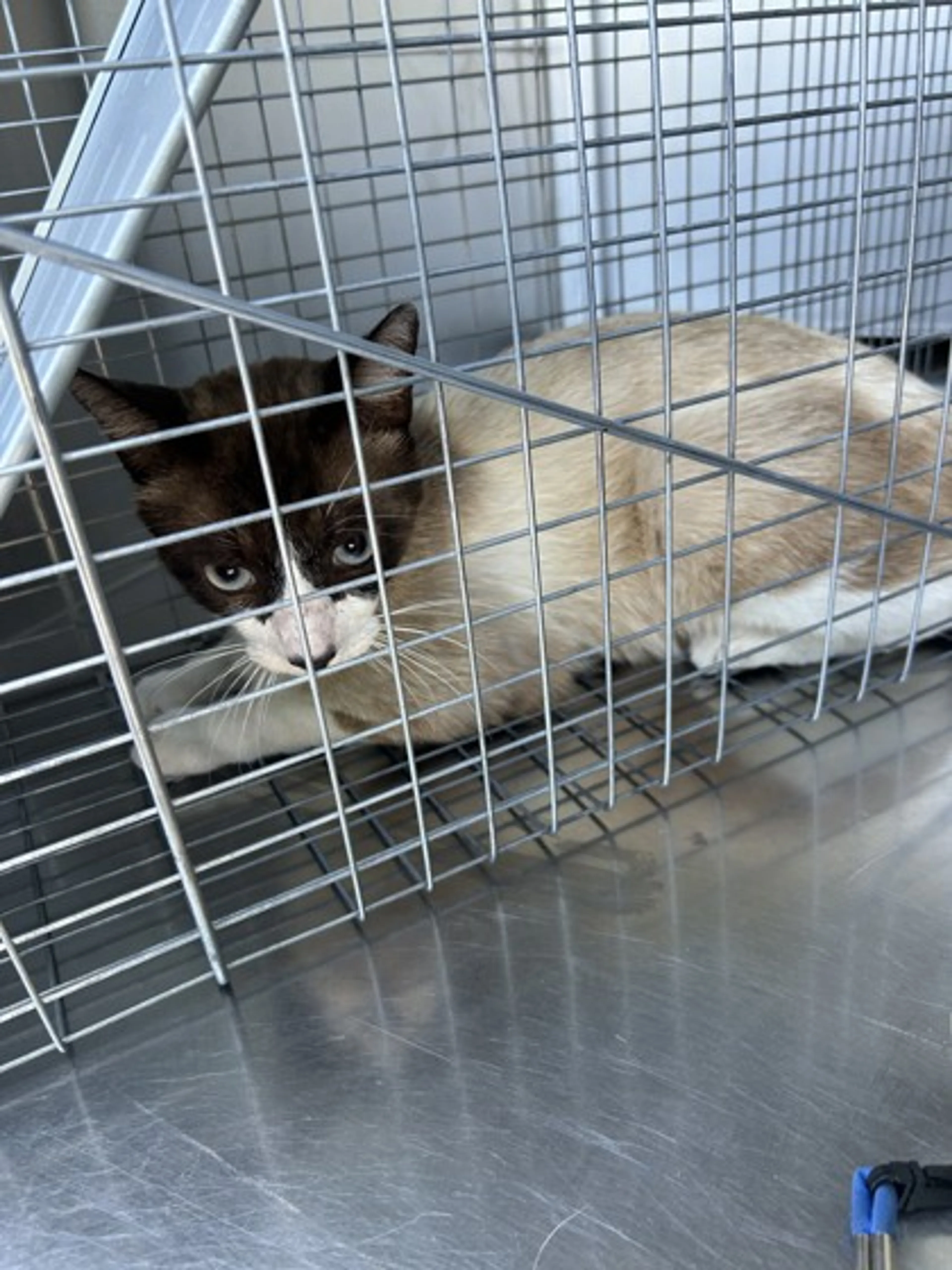 Found pet-1