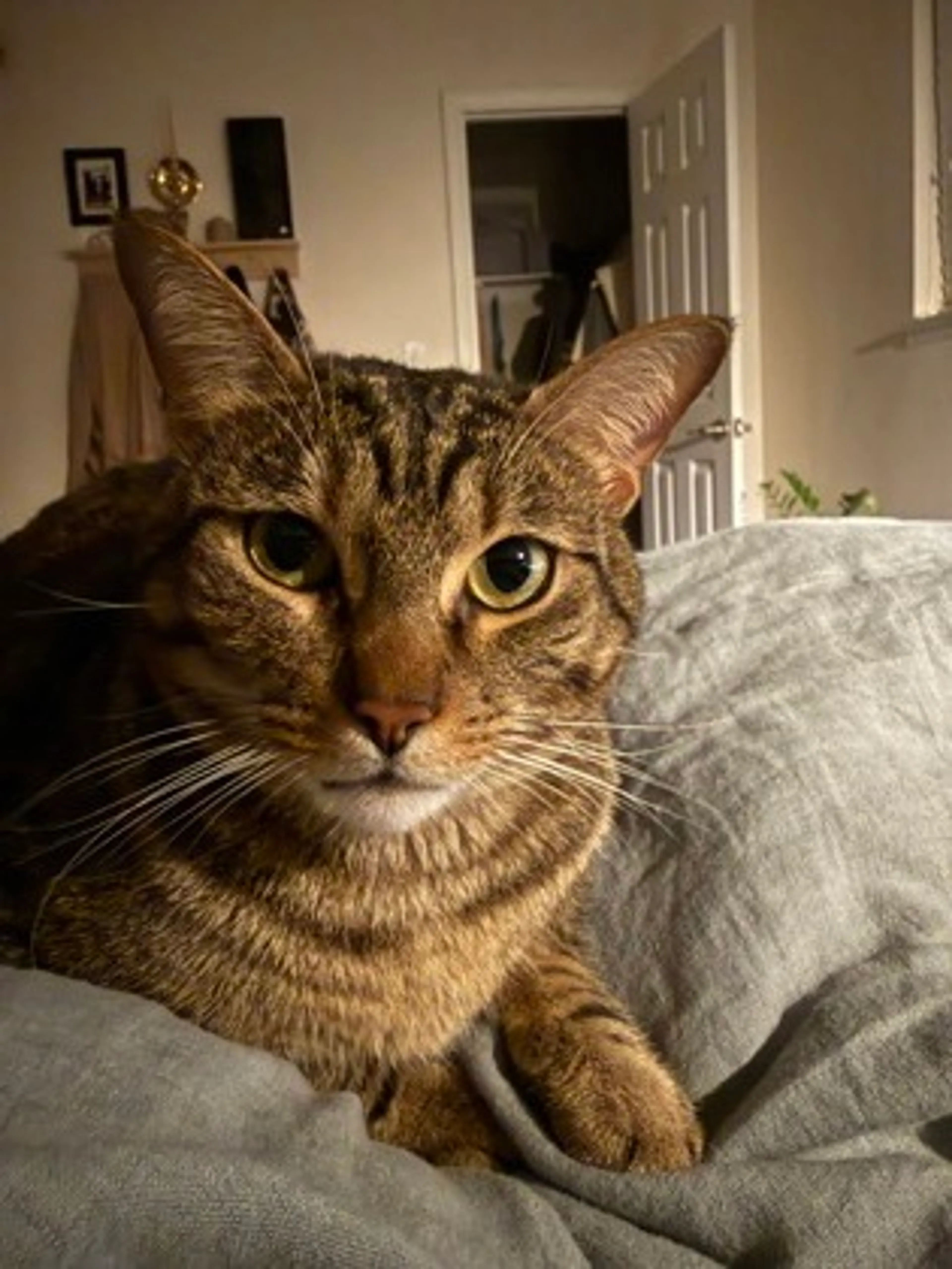 Found pet