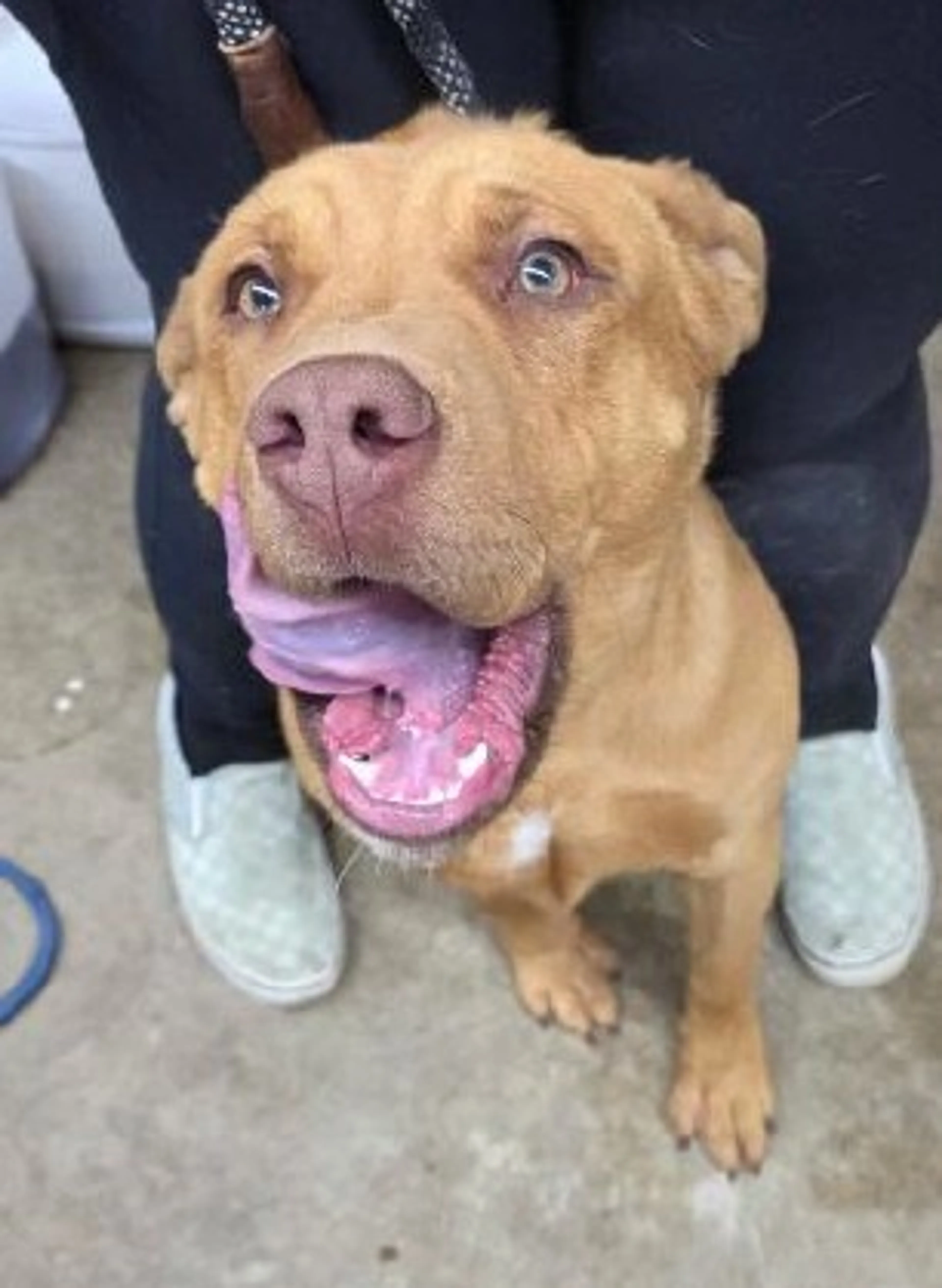 Found pet-1