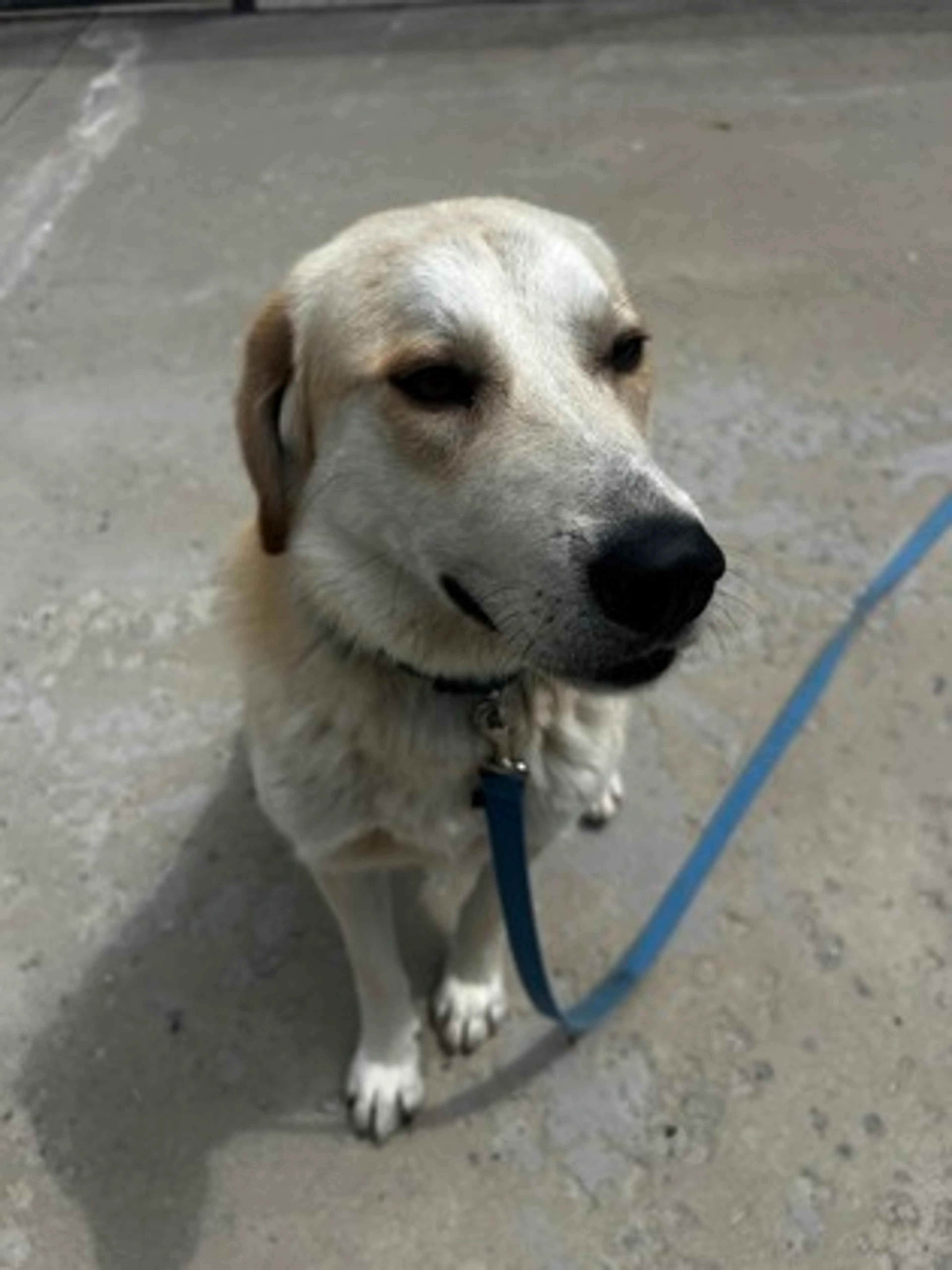 Found pet-2