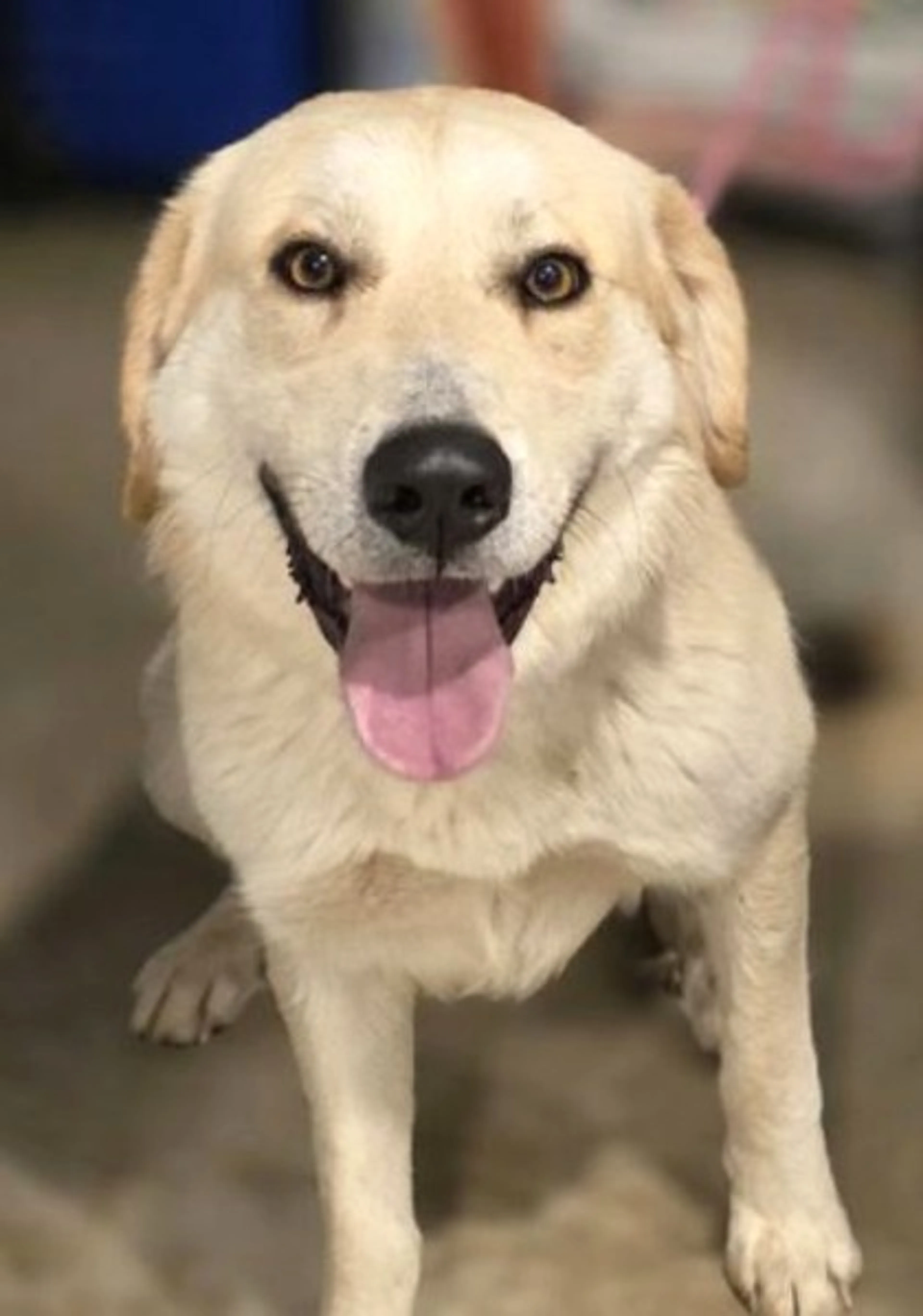 Found pet-0