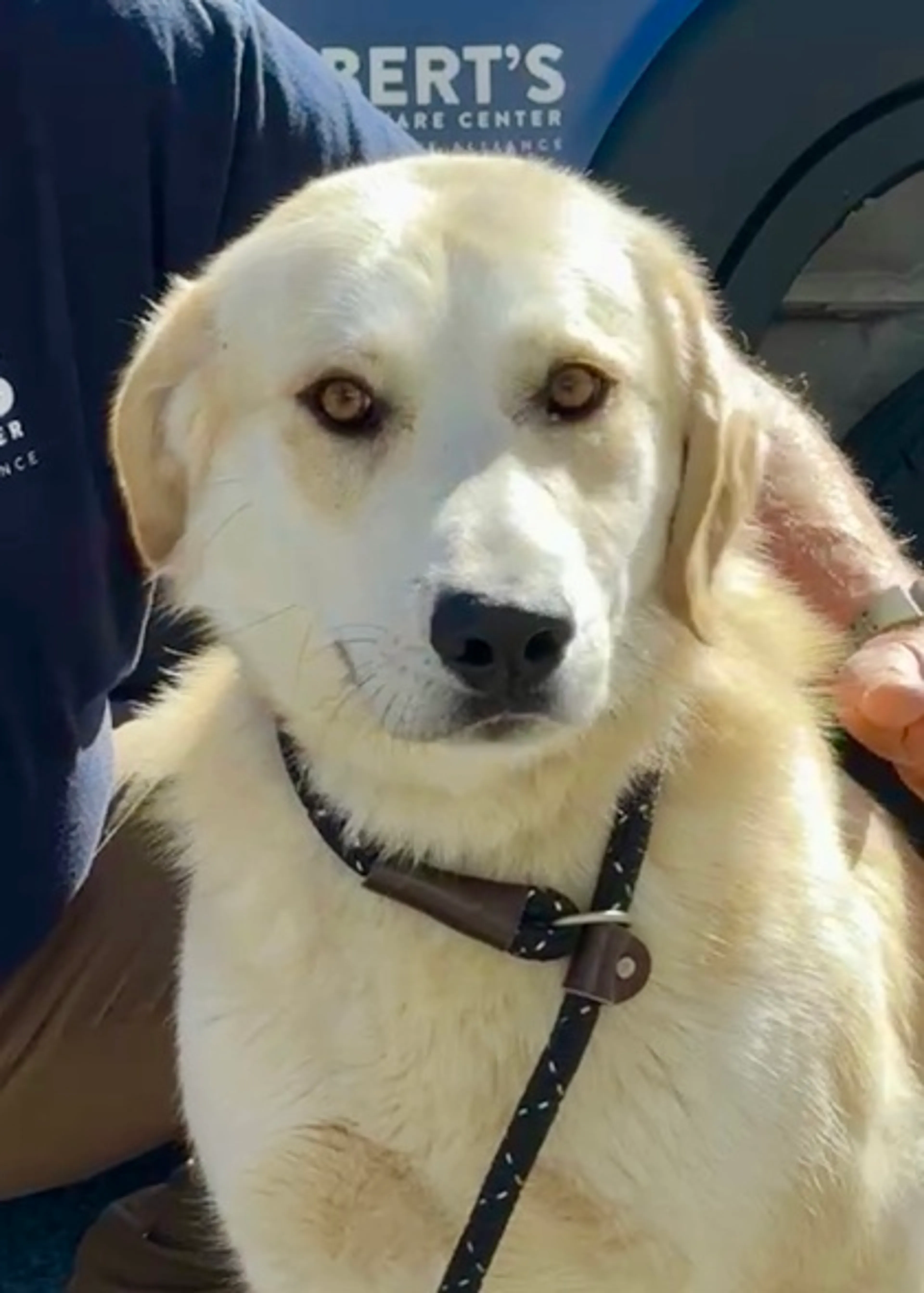 Found pet-1