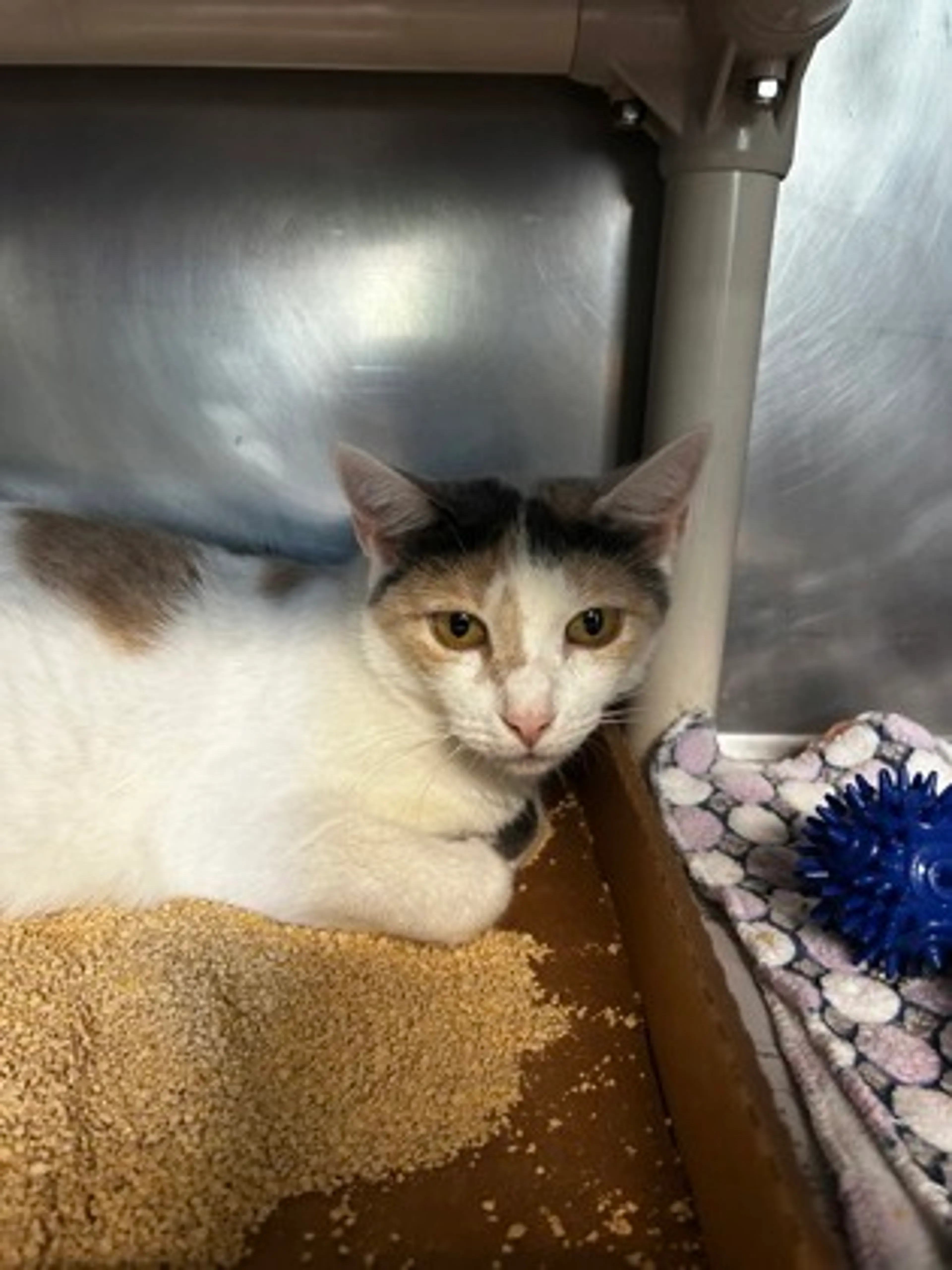 Found pet-1