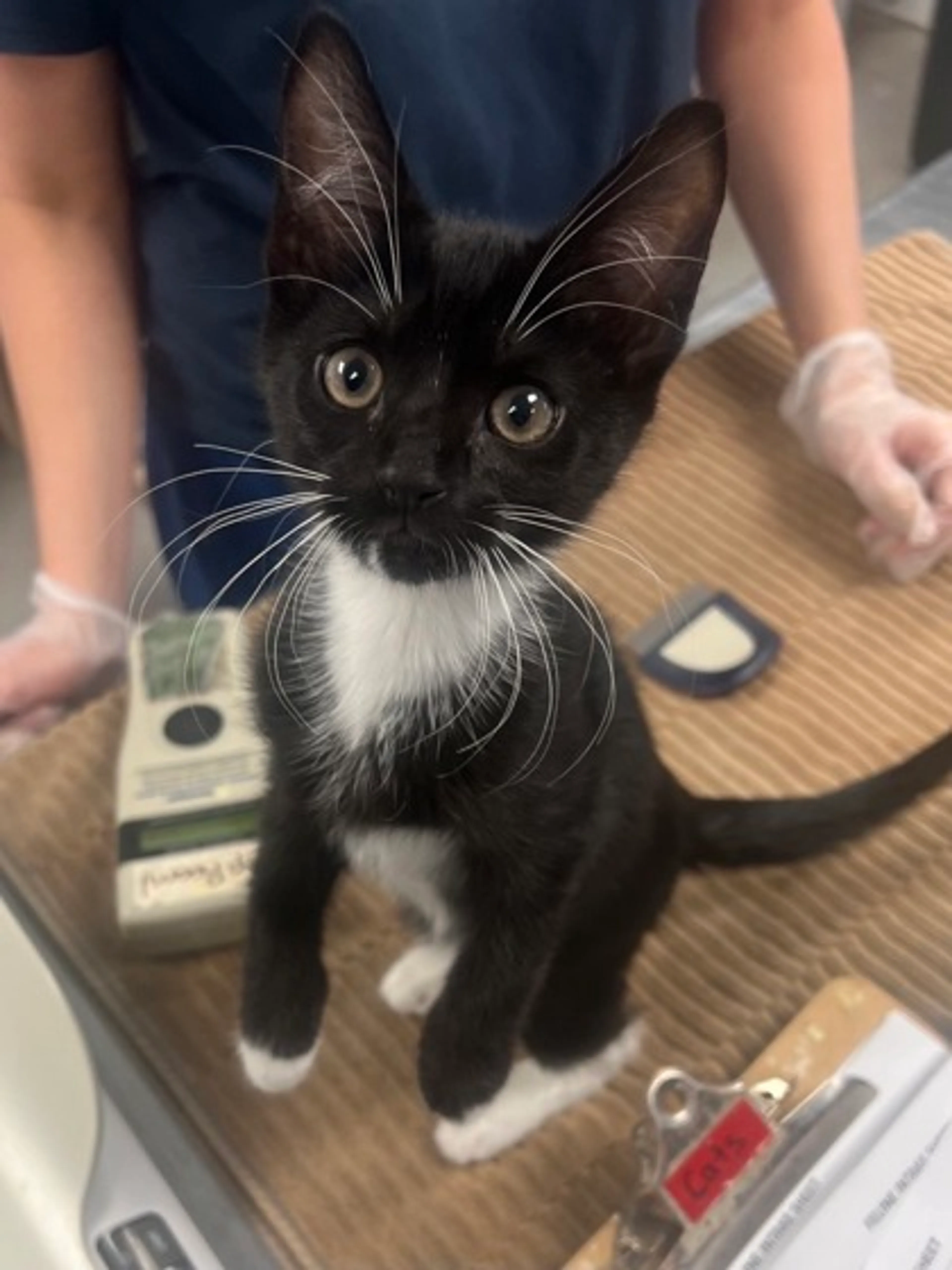 Found pet-1