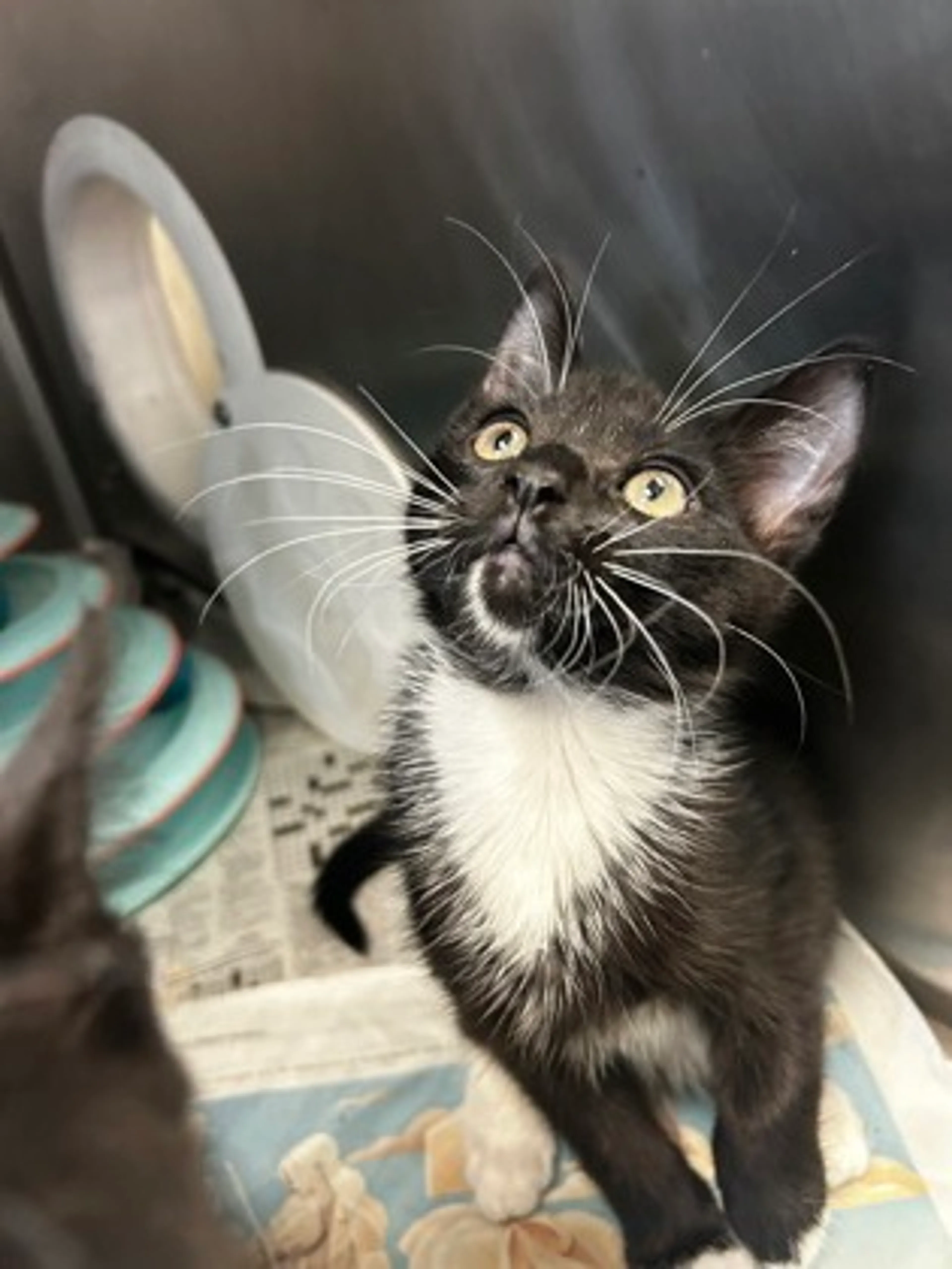 Found pet-2
