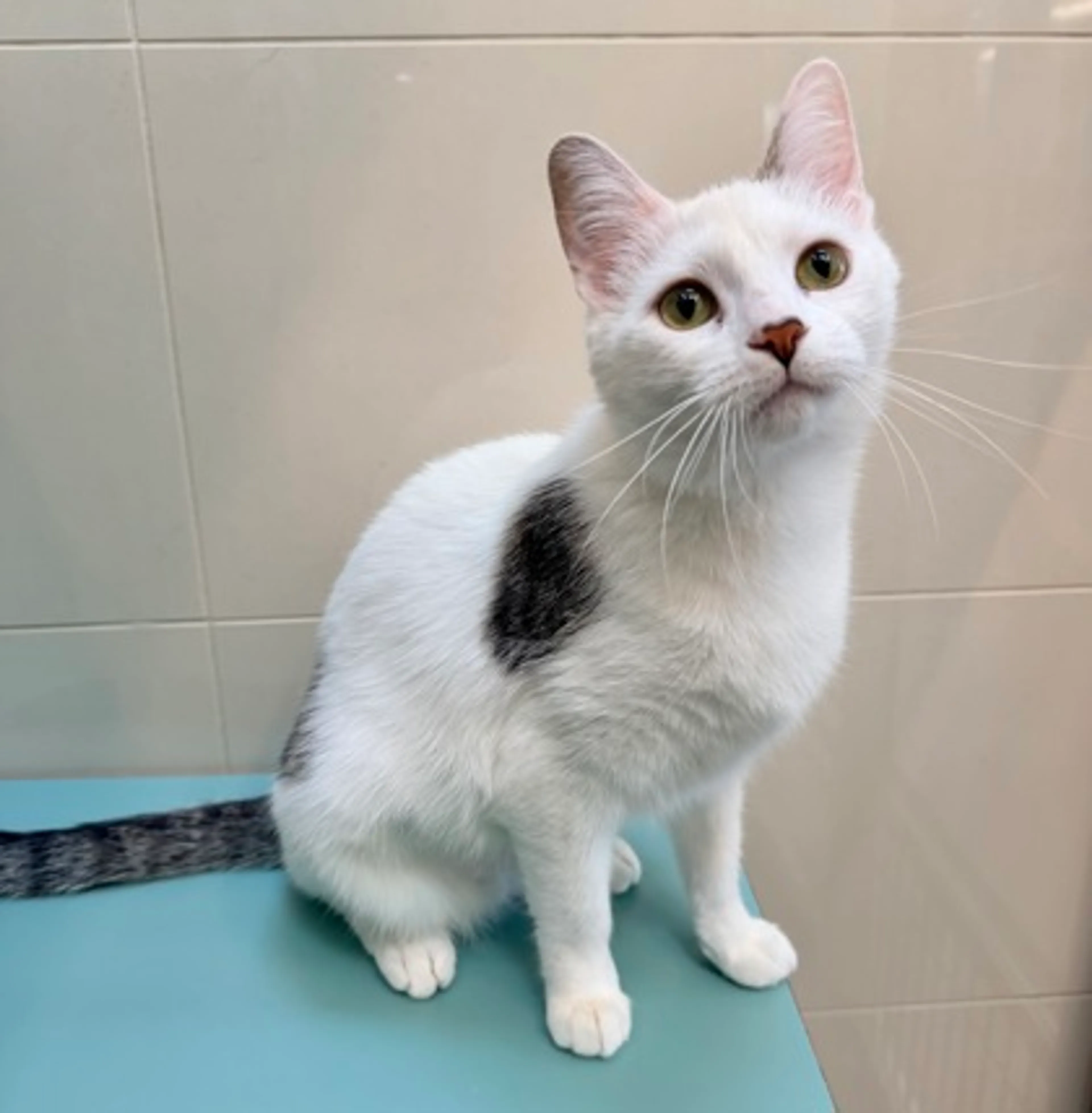 Found pet-2
