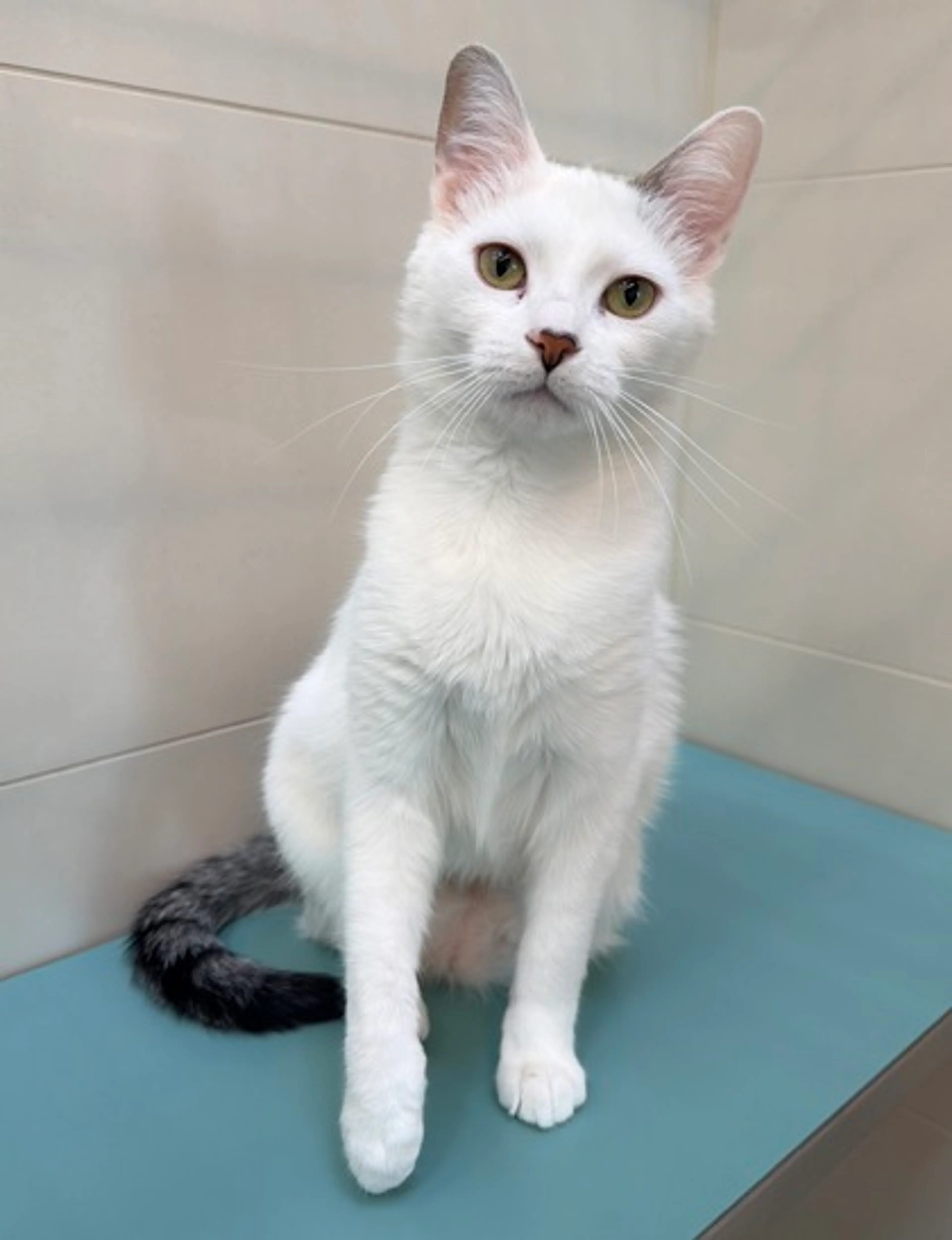 Found pet-1