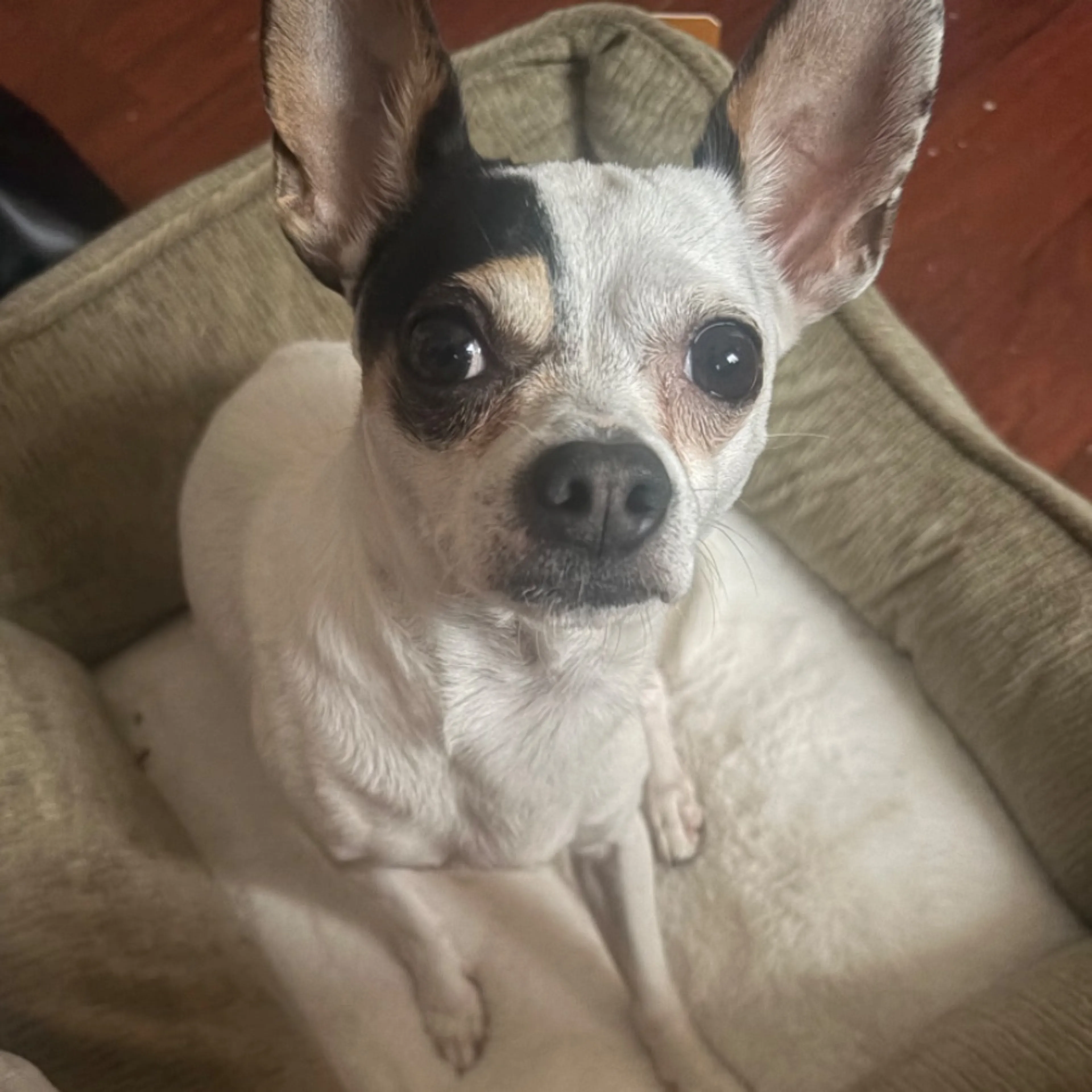 Found pet