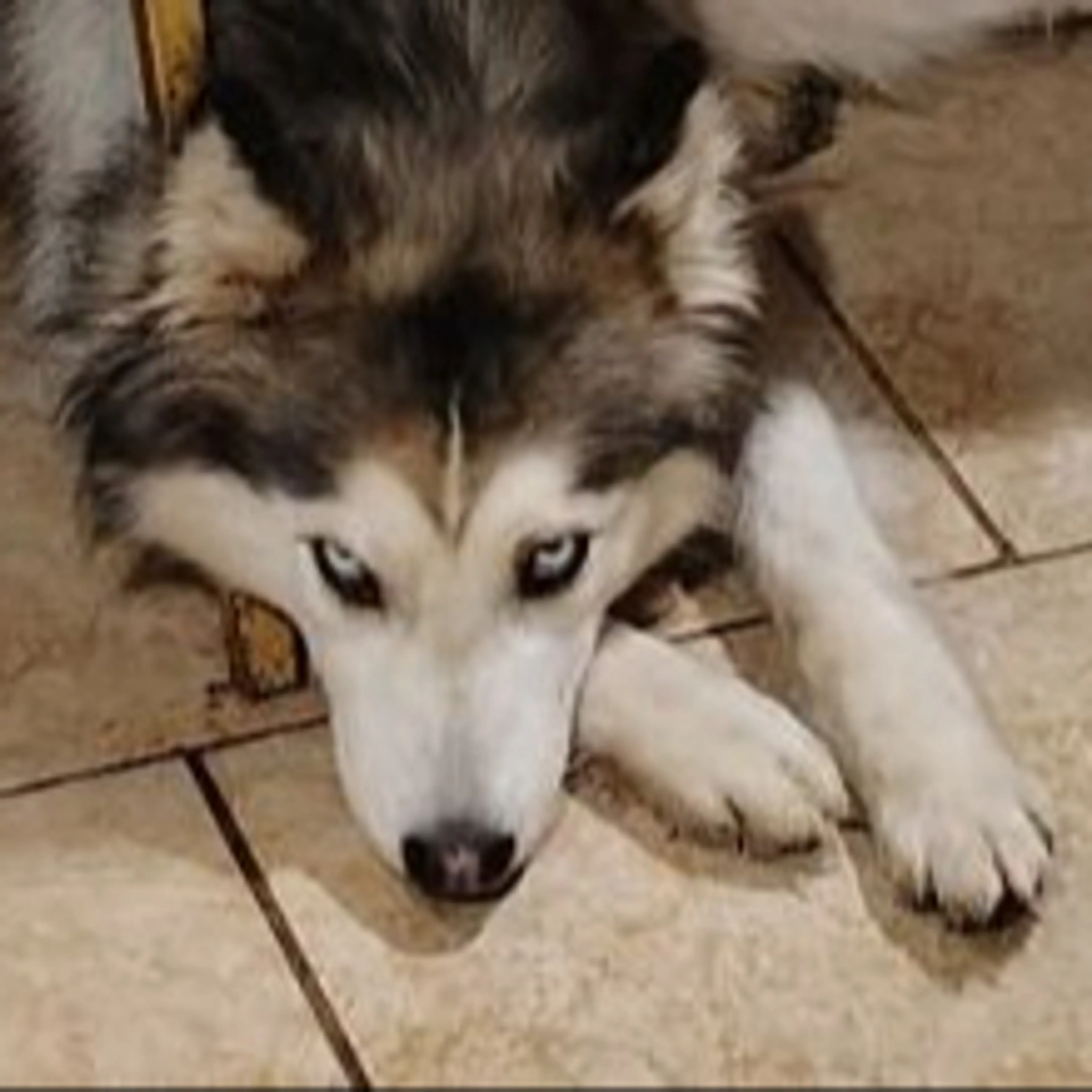 Lost pet-2
