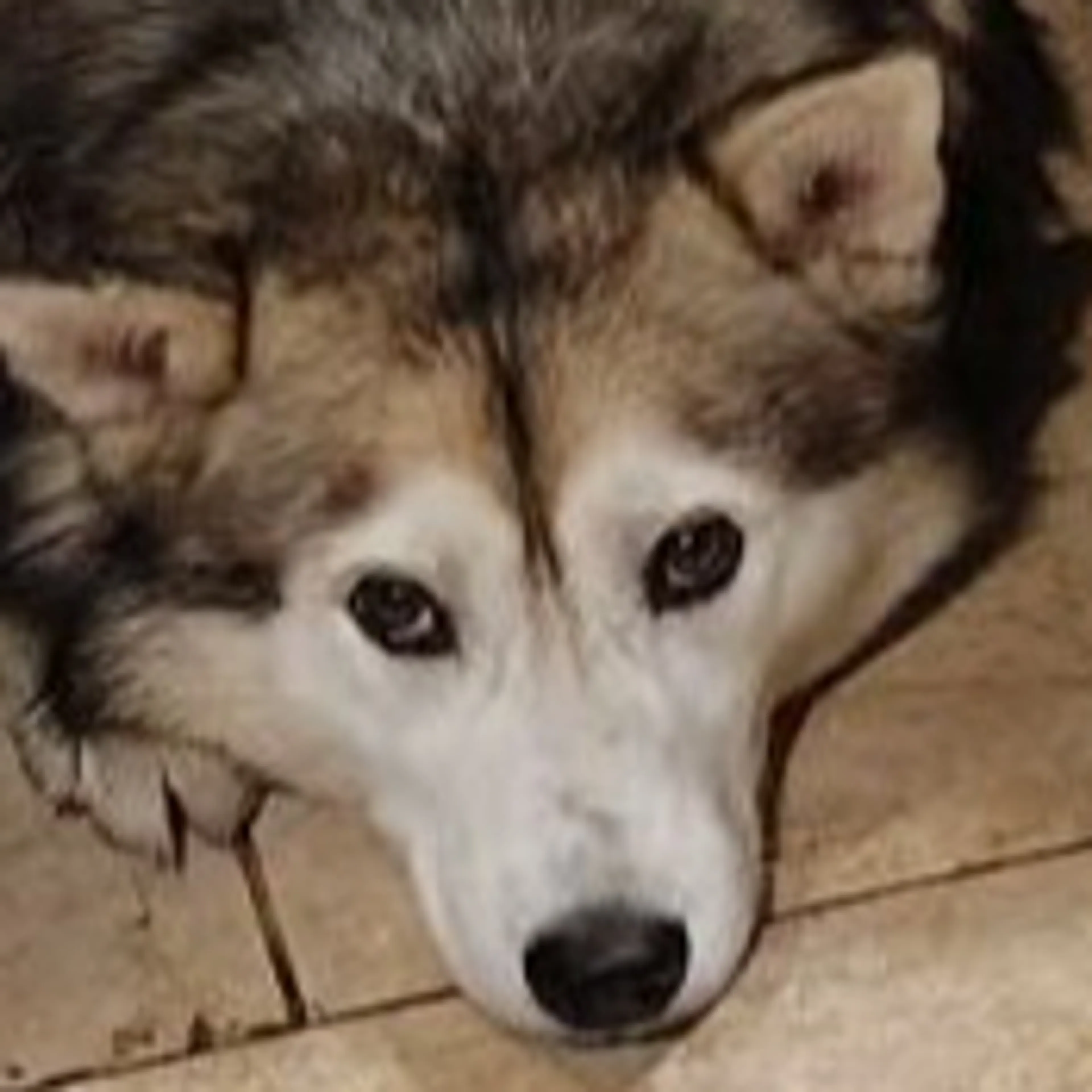 Lost pet-1