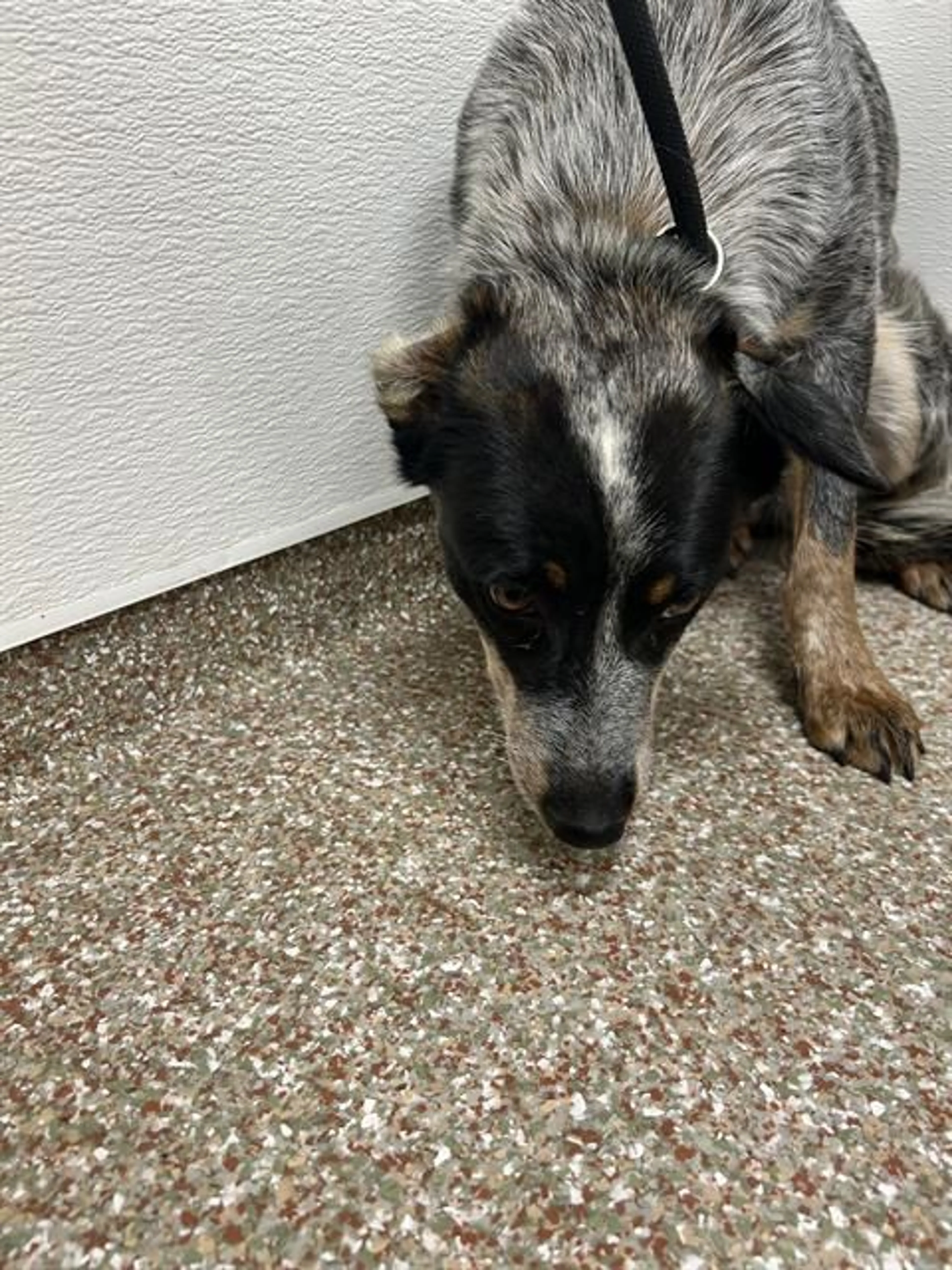 Found pet