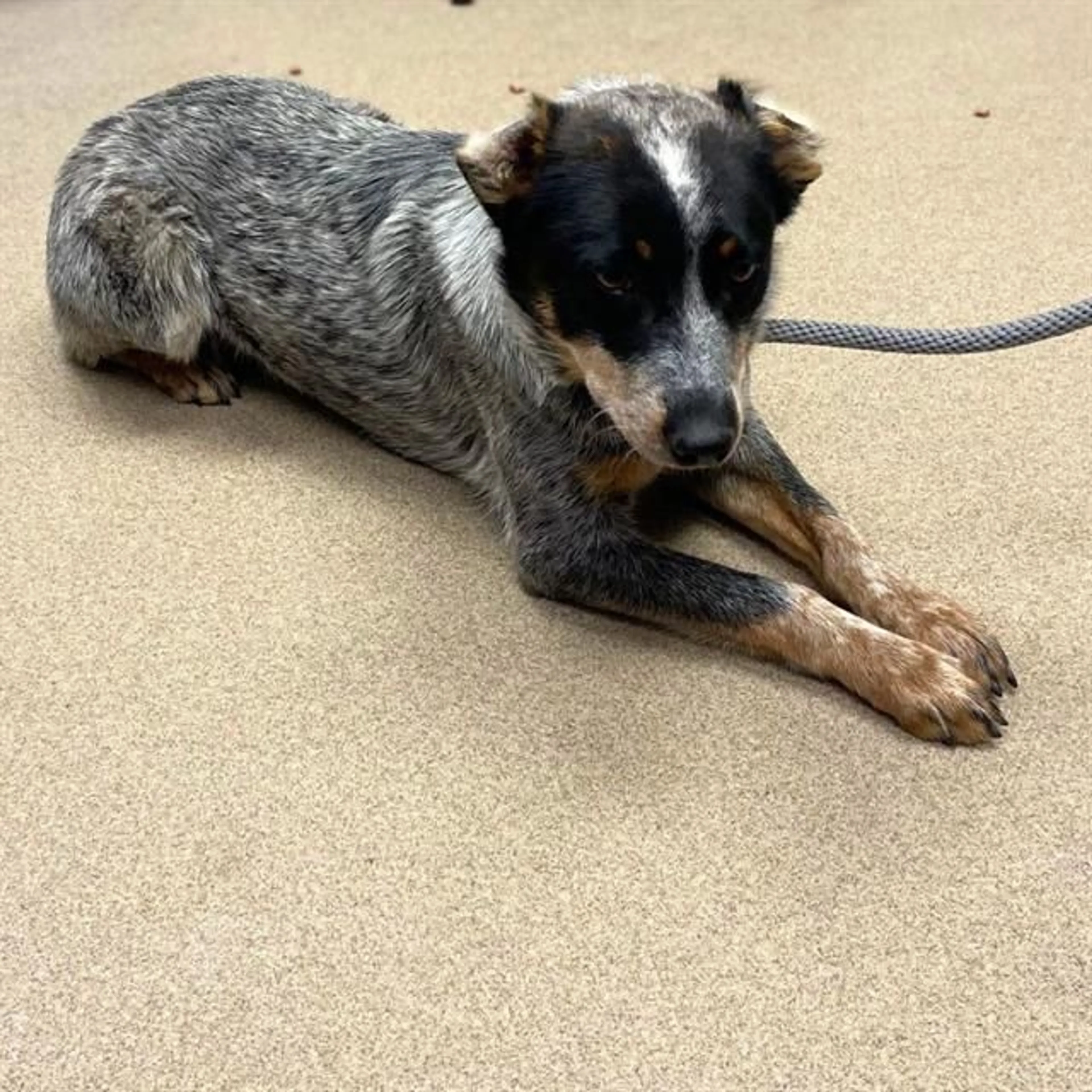 Found pet